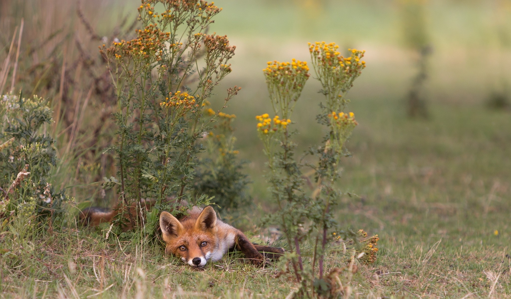 Red fox lying in grass near yellow flowers HD Wallpaper