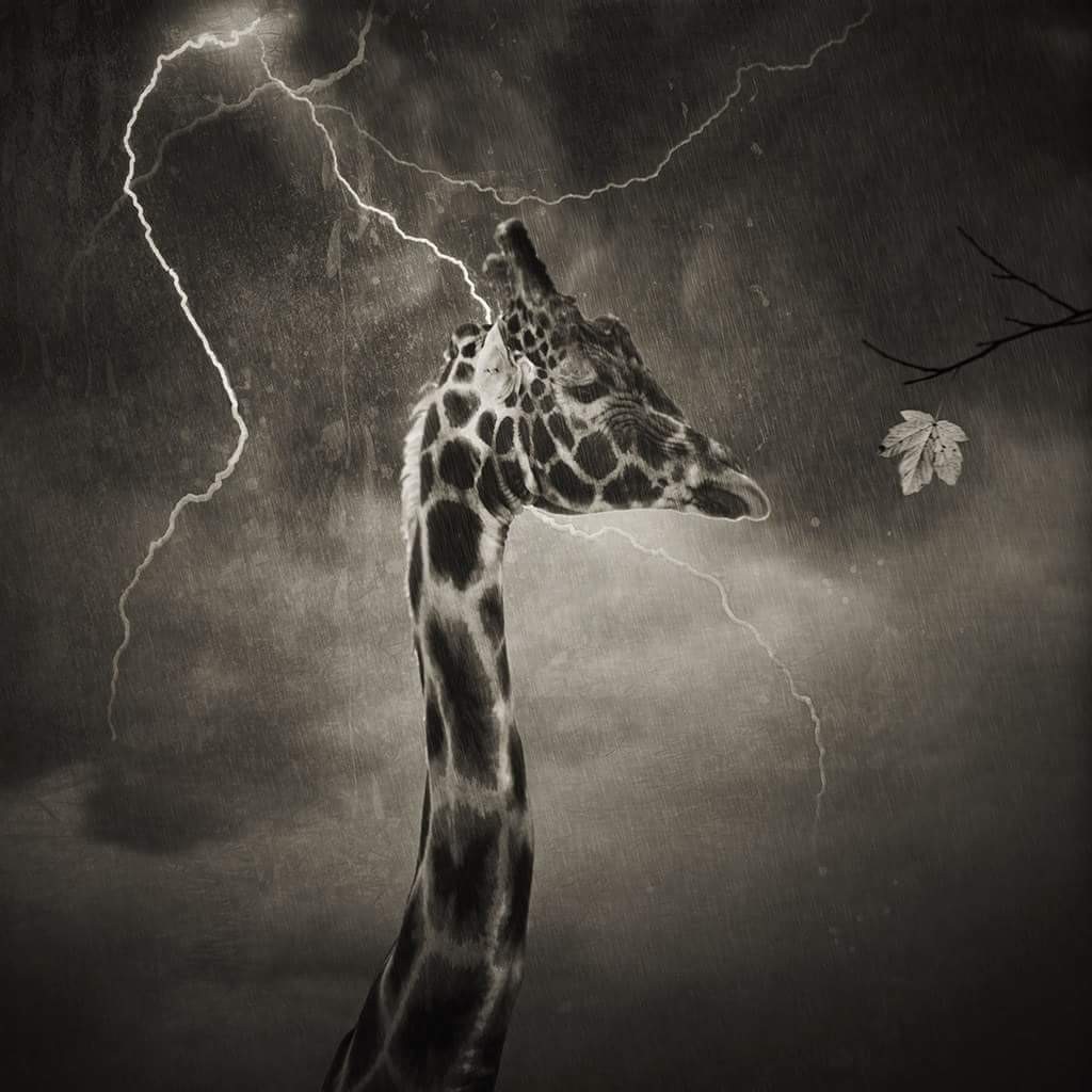 Giraffe in a thunderstorm with lightning HD Wallpaper