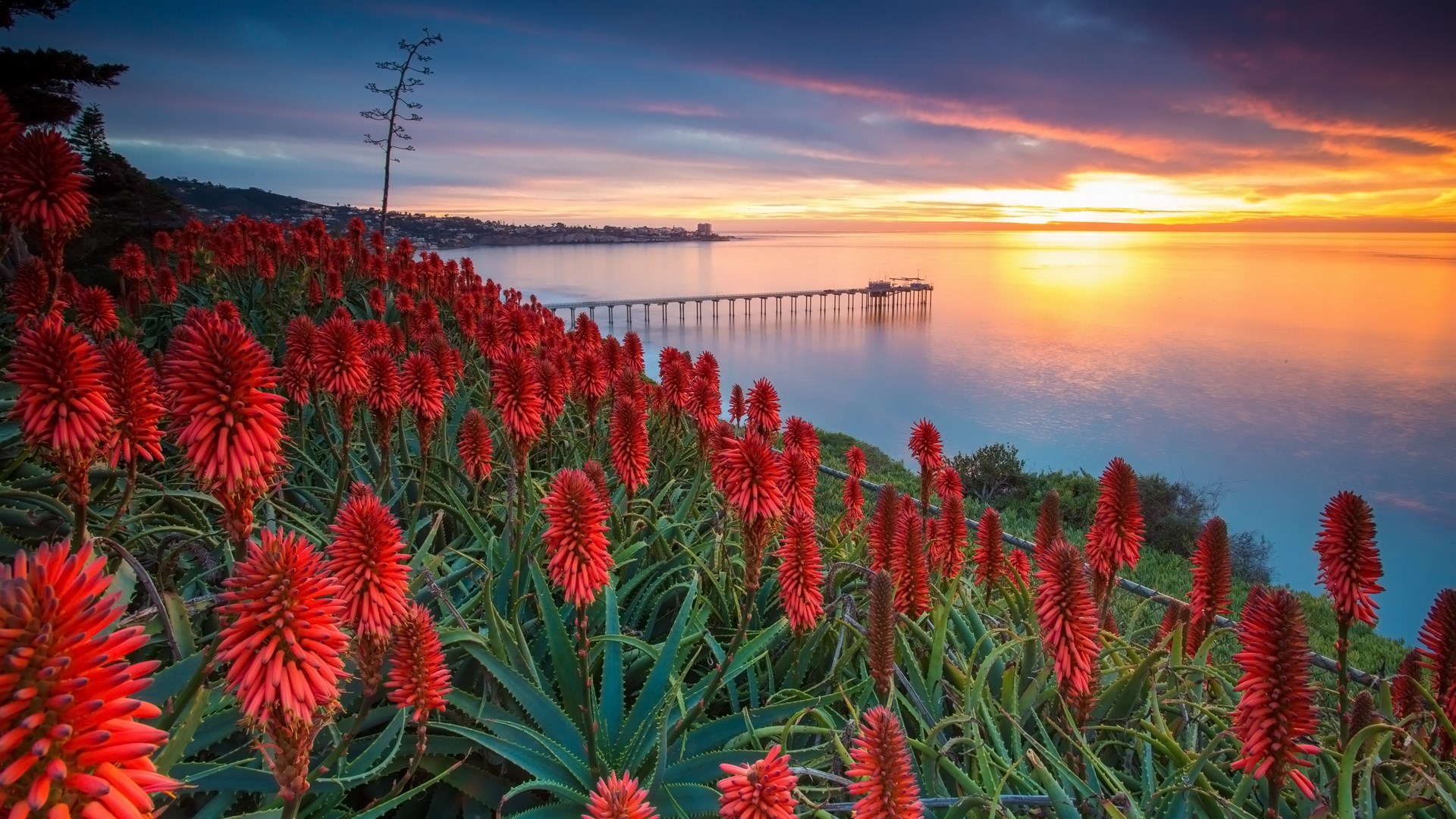Red flowers on a cliff overlooking the ocean at sunset HD Wallpaper