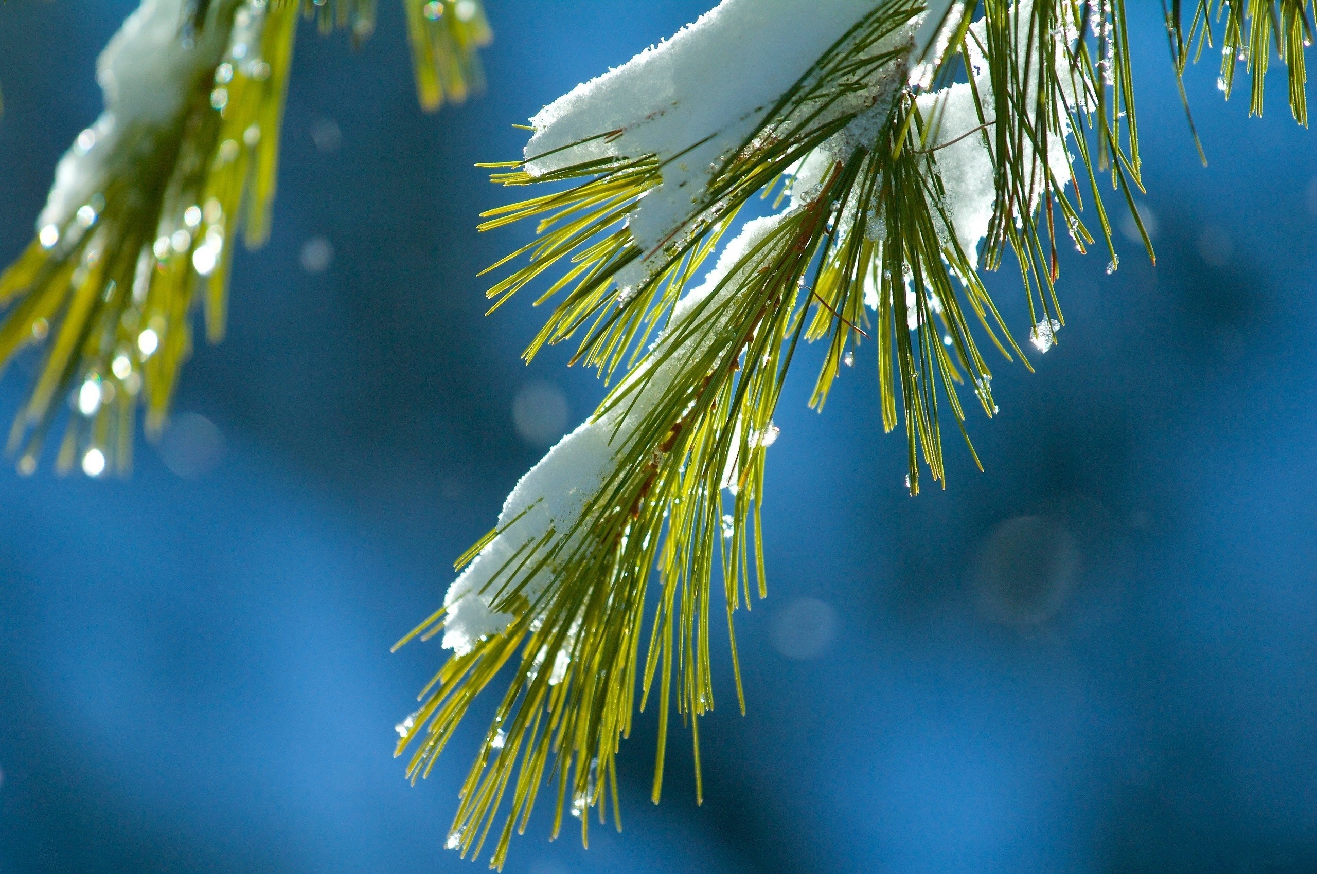 Pine needles covered in snow with water droplets HD Wallpaper