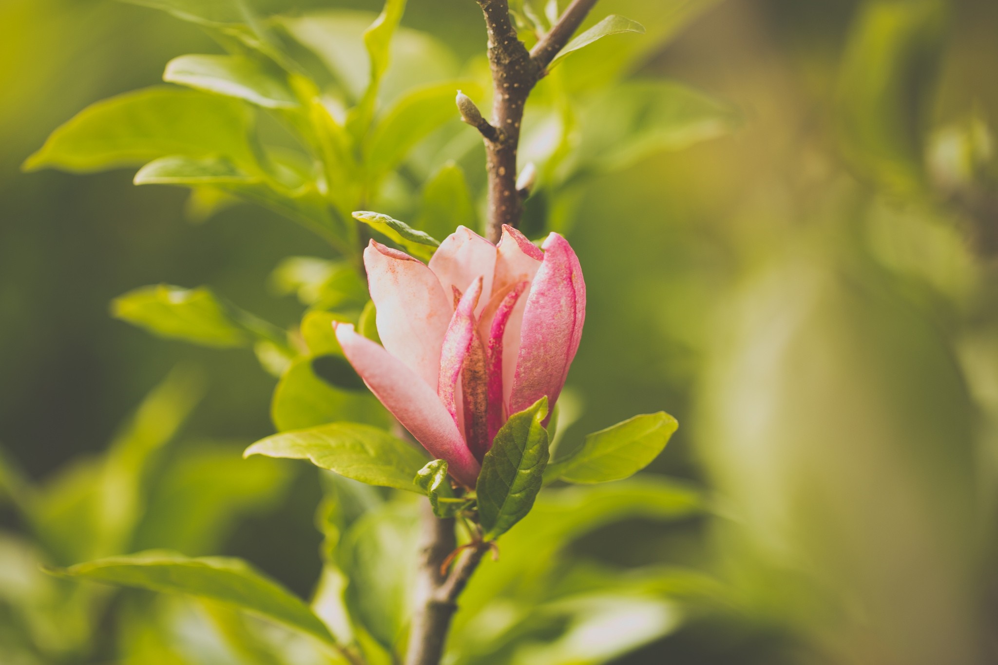 Pink Magnolia flower bud on a branch with green leaves HD Wallpaper