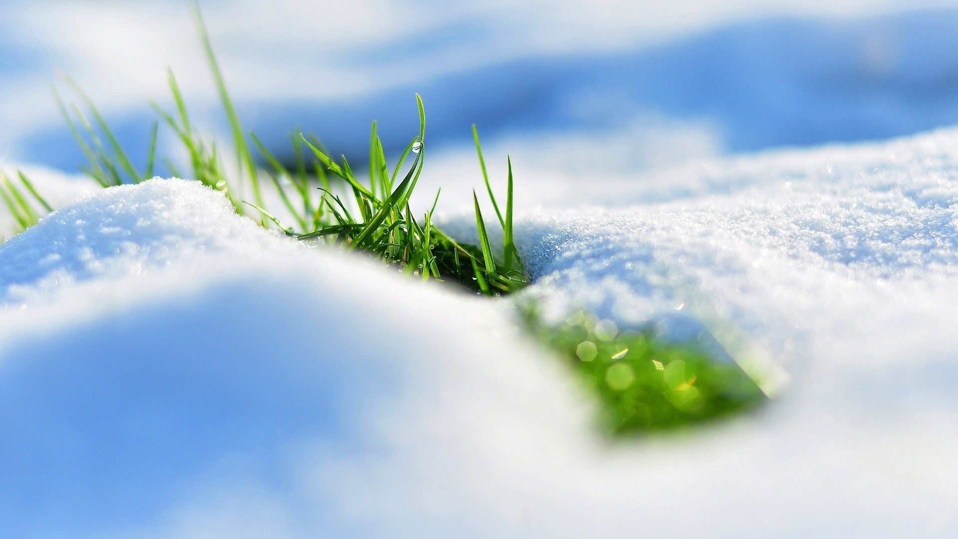 Green grass blades emerging from snow with water droplet HD Wallpaper