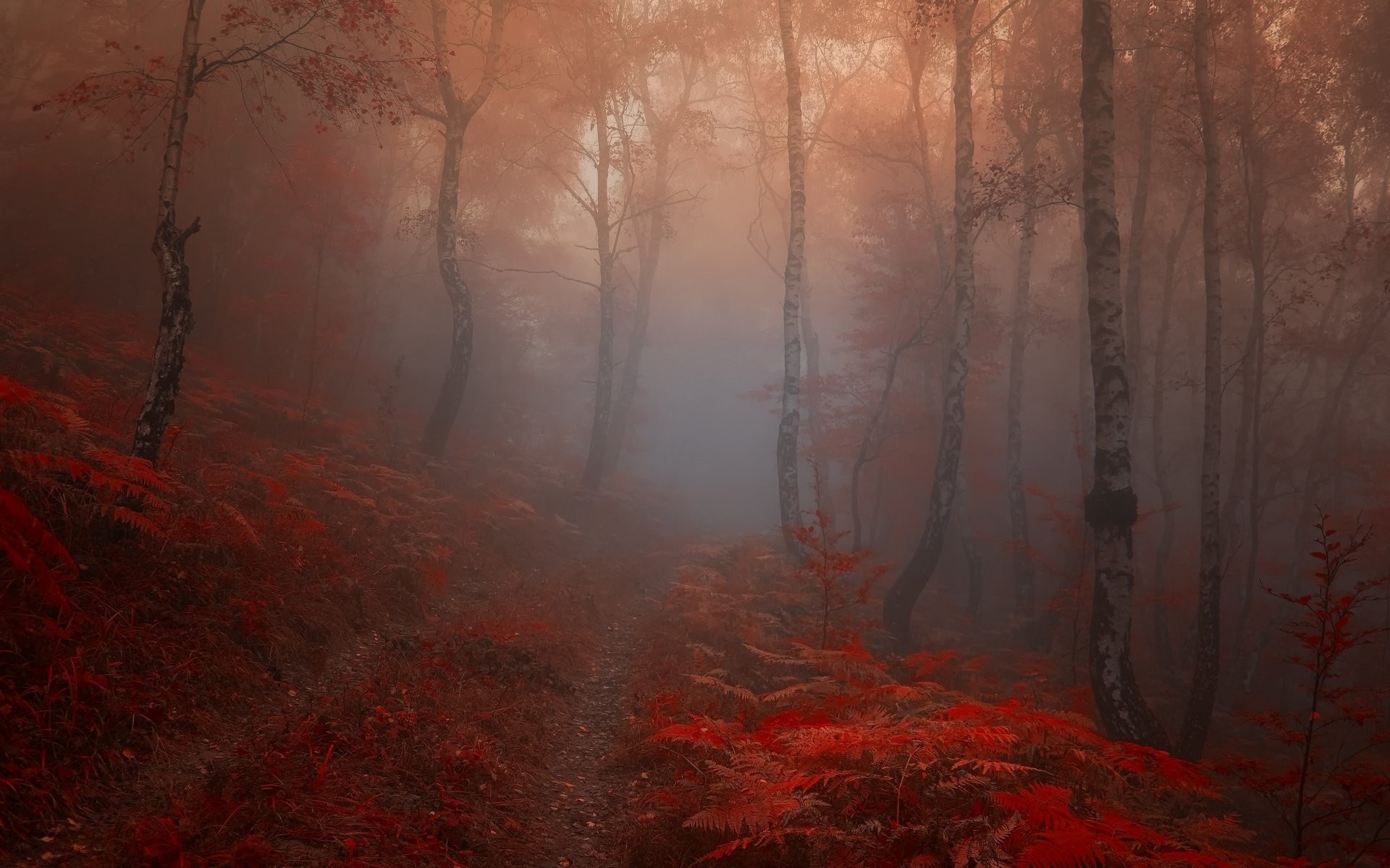 Misty forest with red foliage and trees HD Wallpaper