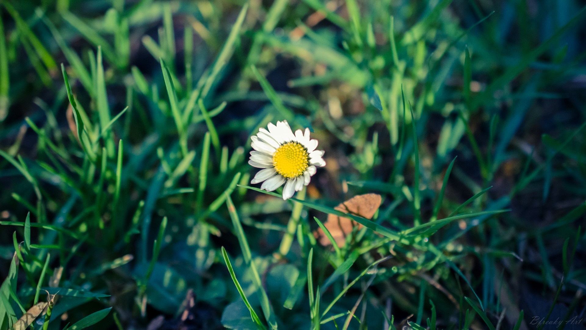 A single daisy flower in green grass HD Wallpaper