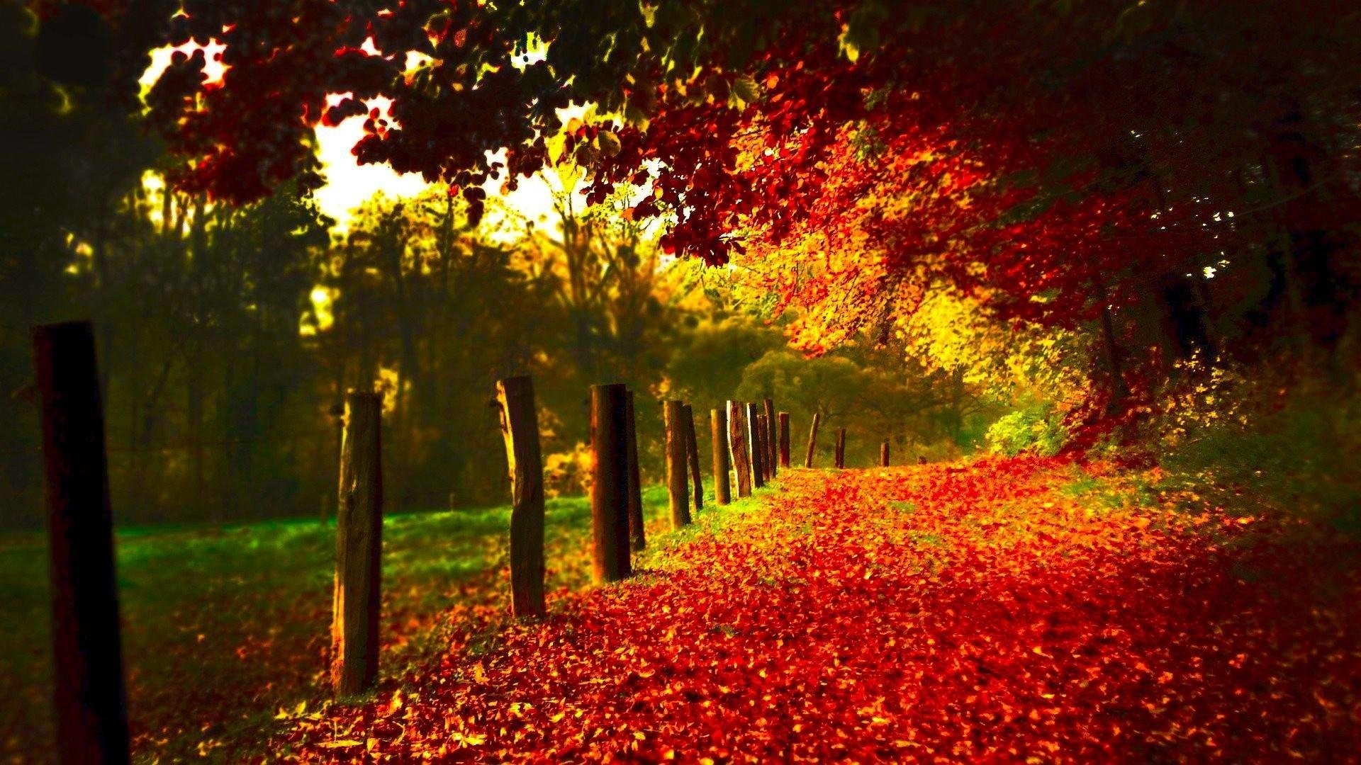 Autumn path covered in red leaves with wooden fence HD Wallpaper