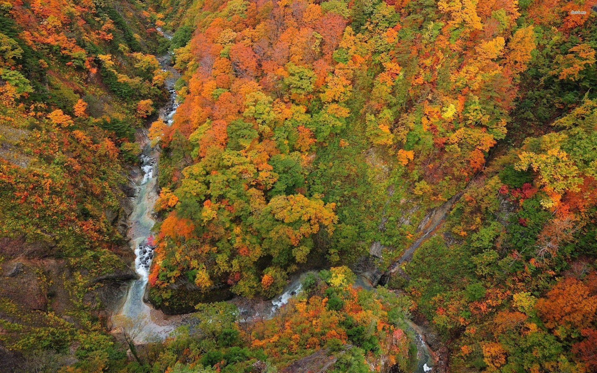Autumn forest with a river flowing through a gorge HD Wallpaper