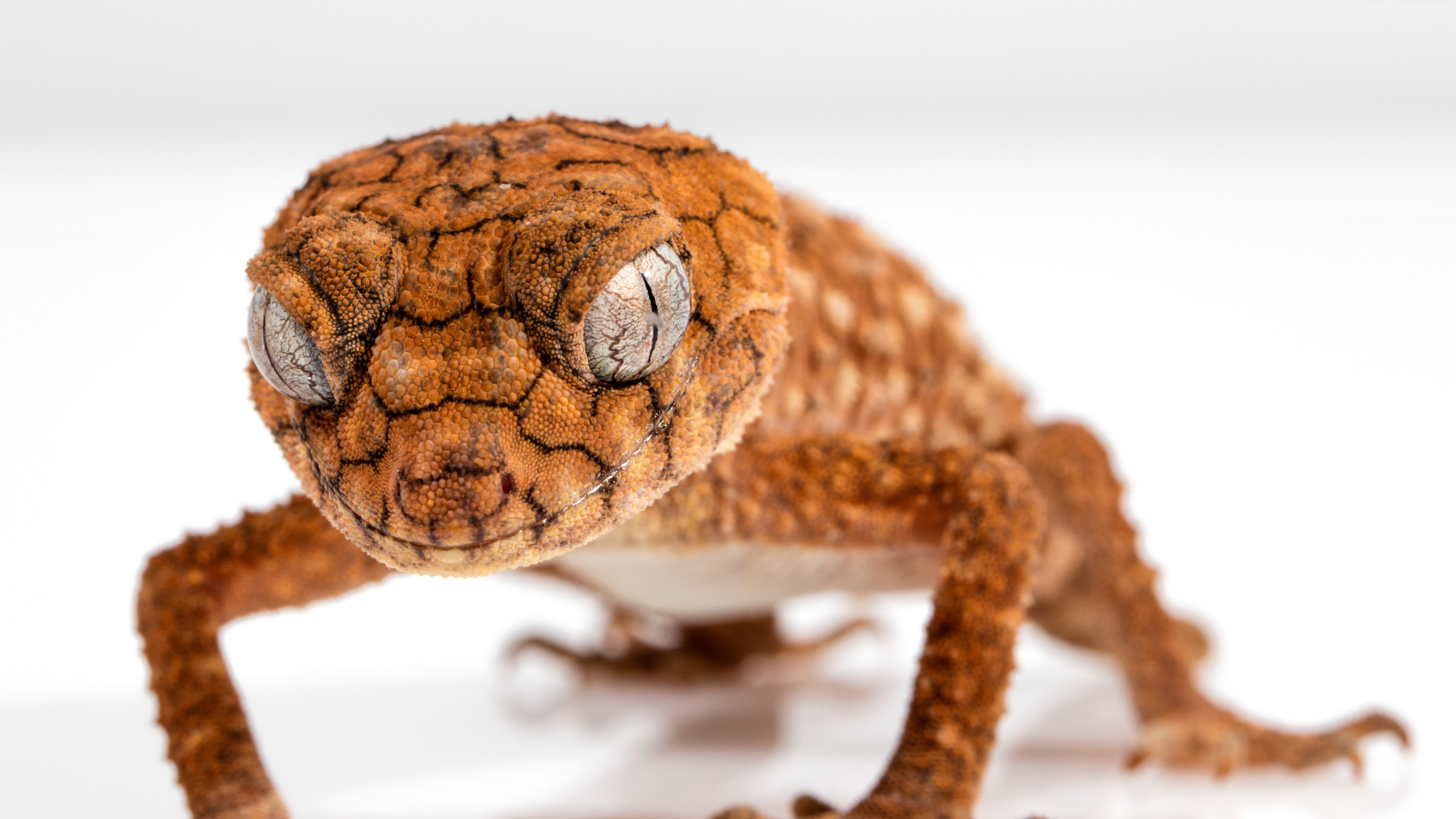 Close-up of a Caledonian Crested Gecko's head HD Wallpaper