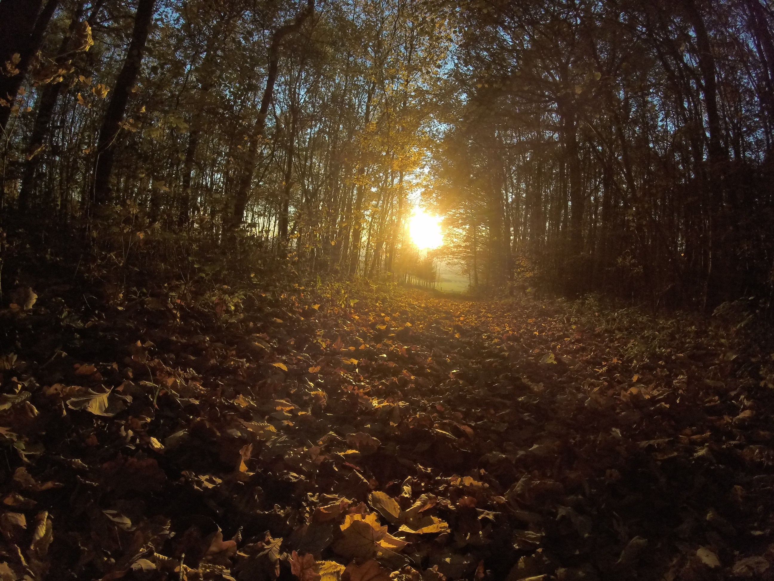 Sunlight filtering through a forest during autumn HD Wallpaper