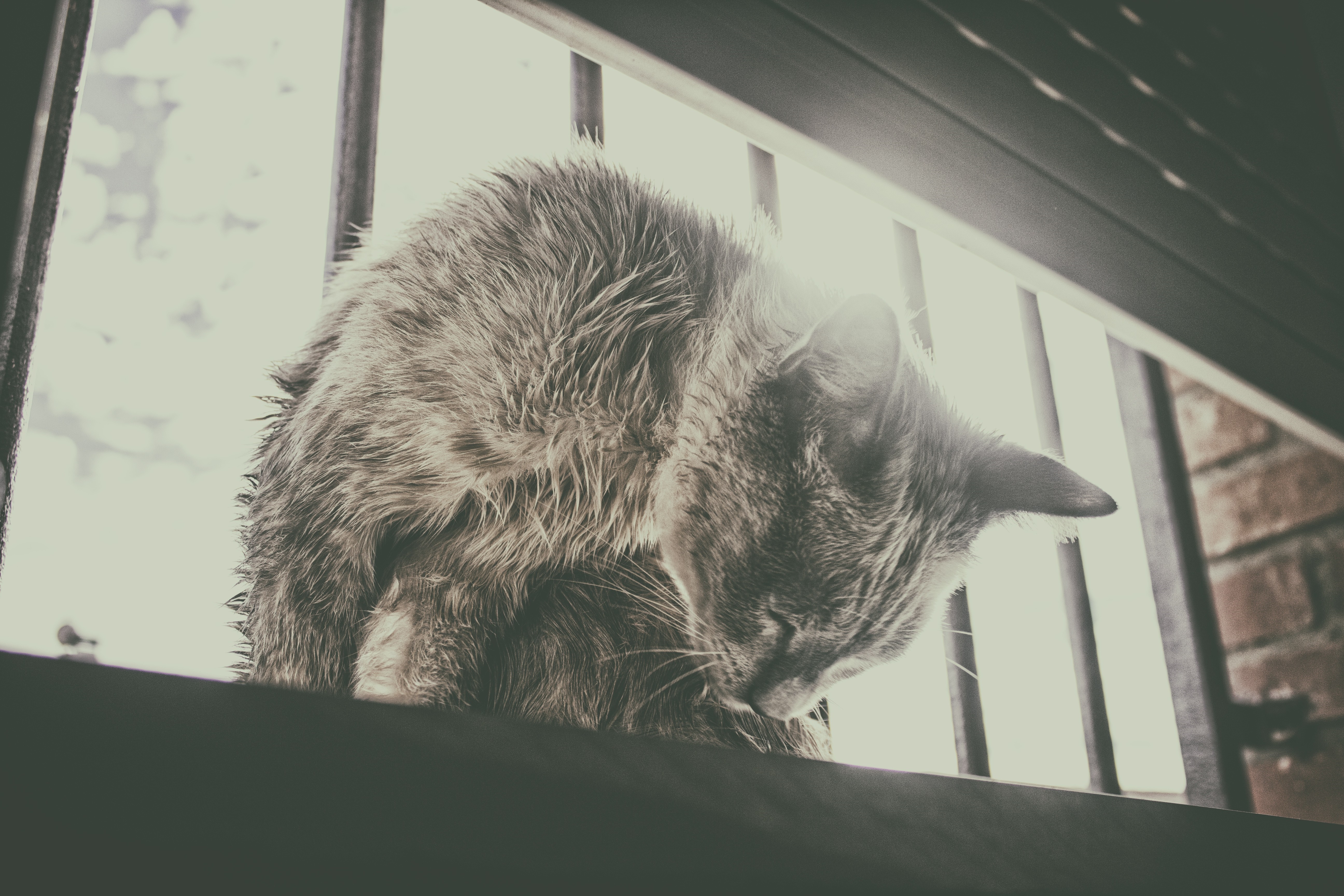 Monochrome cat grooming itself near a window HD Wallpaper