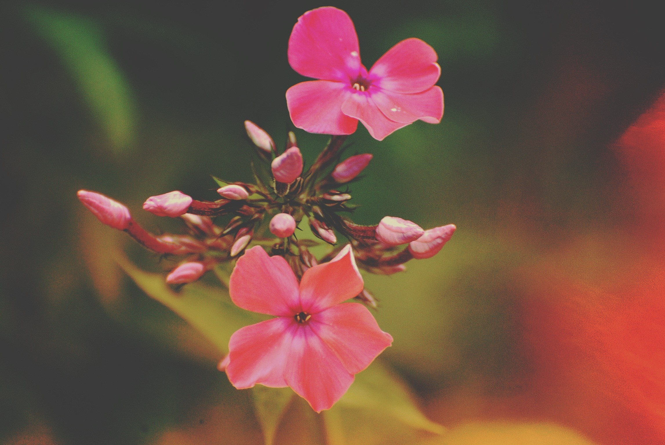 Close up of pink phlox flowers and buds HD Wallpaper
