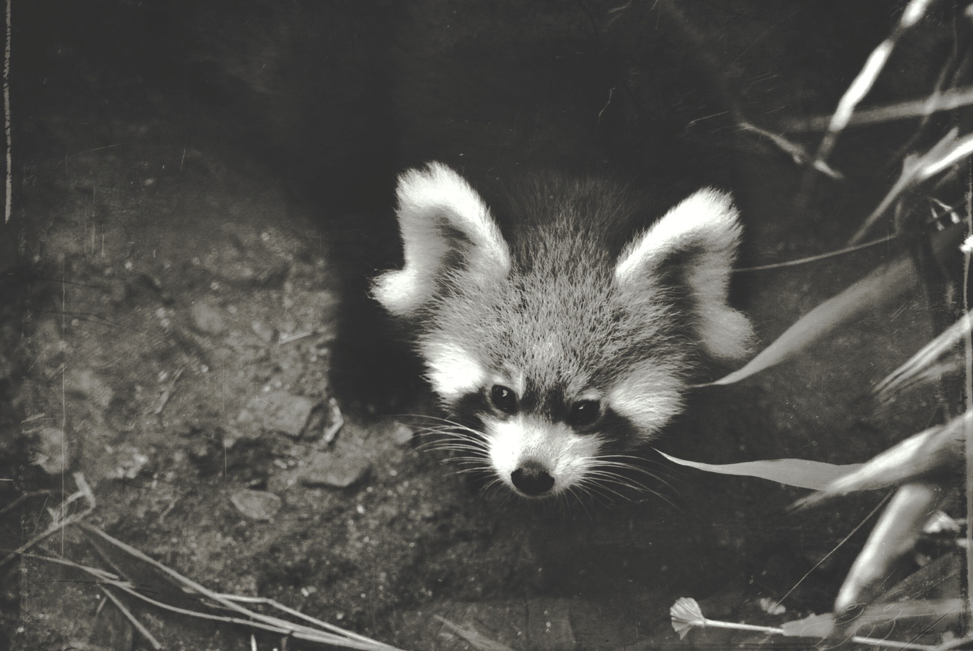 Close-up of a red panda's face HD Wallpaper