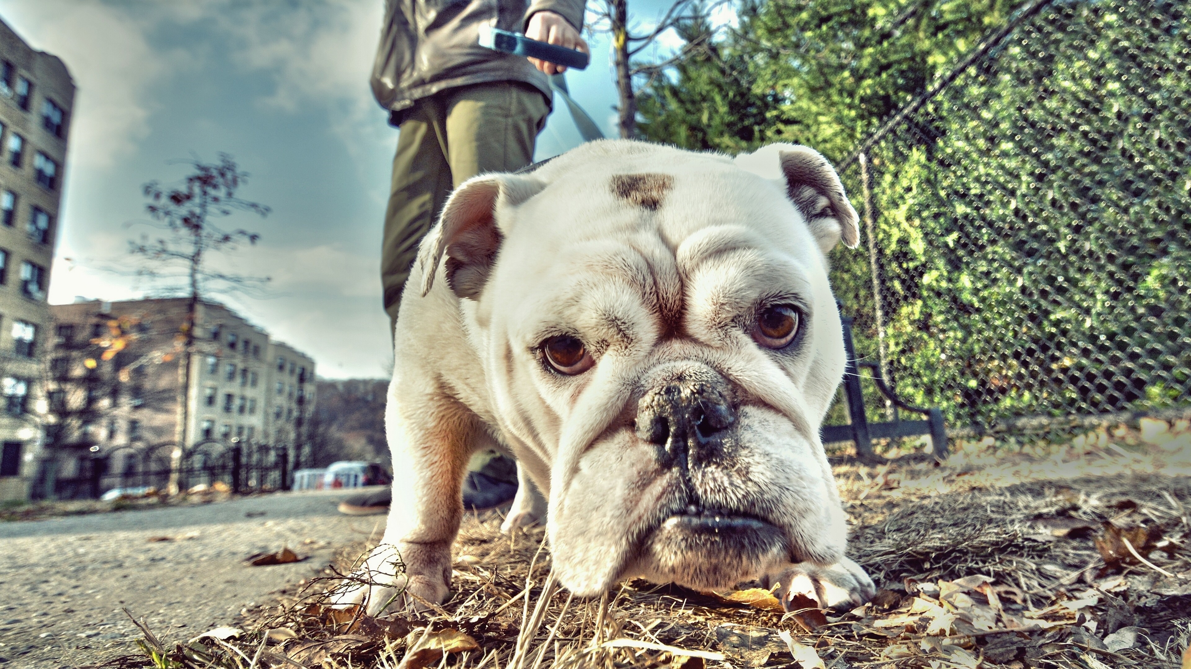 English Bulldog on a Leash in an Urban Setting HD Wallpaper