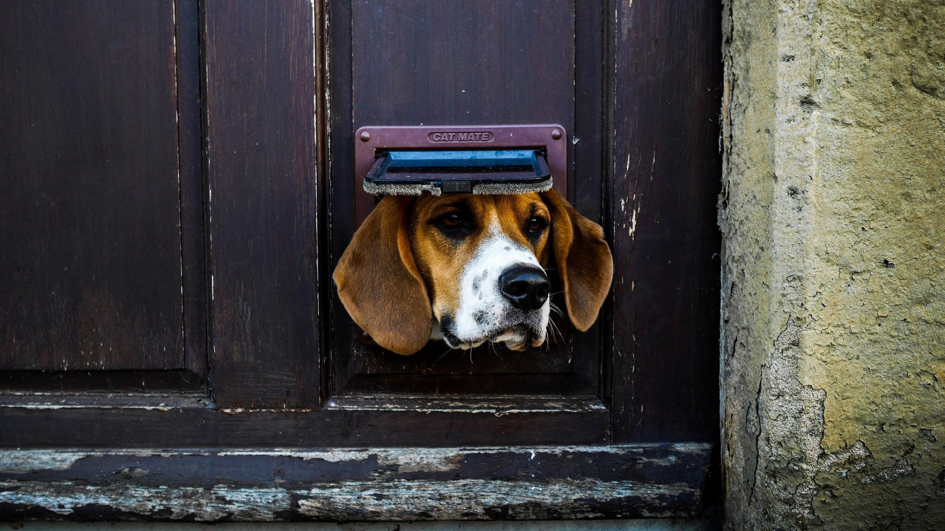 Beagle dog peeking through a cat flap in a wooden door HD Wallpaper