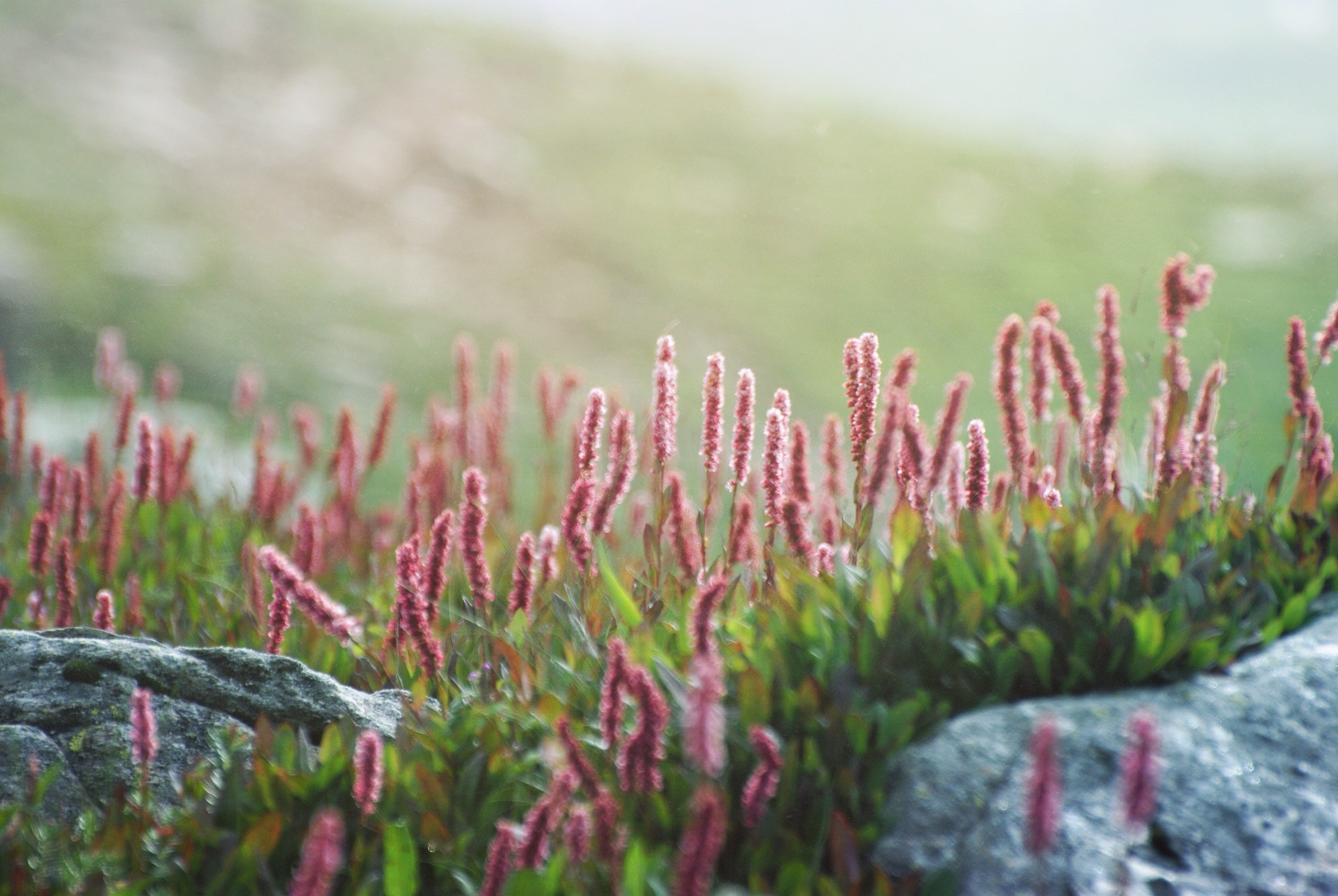 Pink wildflowers growing on rocks with shallow depth of field HD Wallpaper