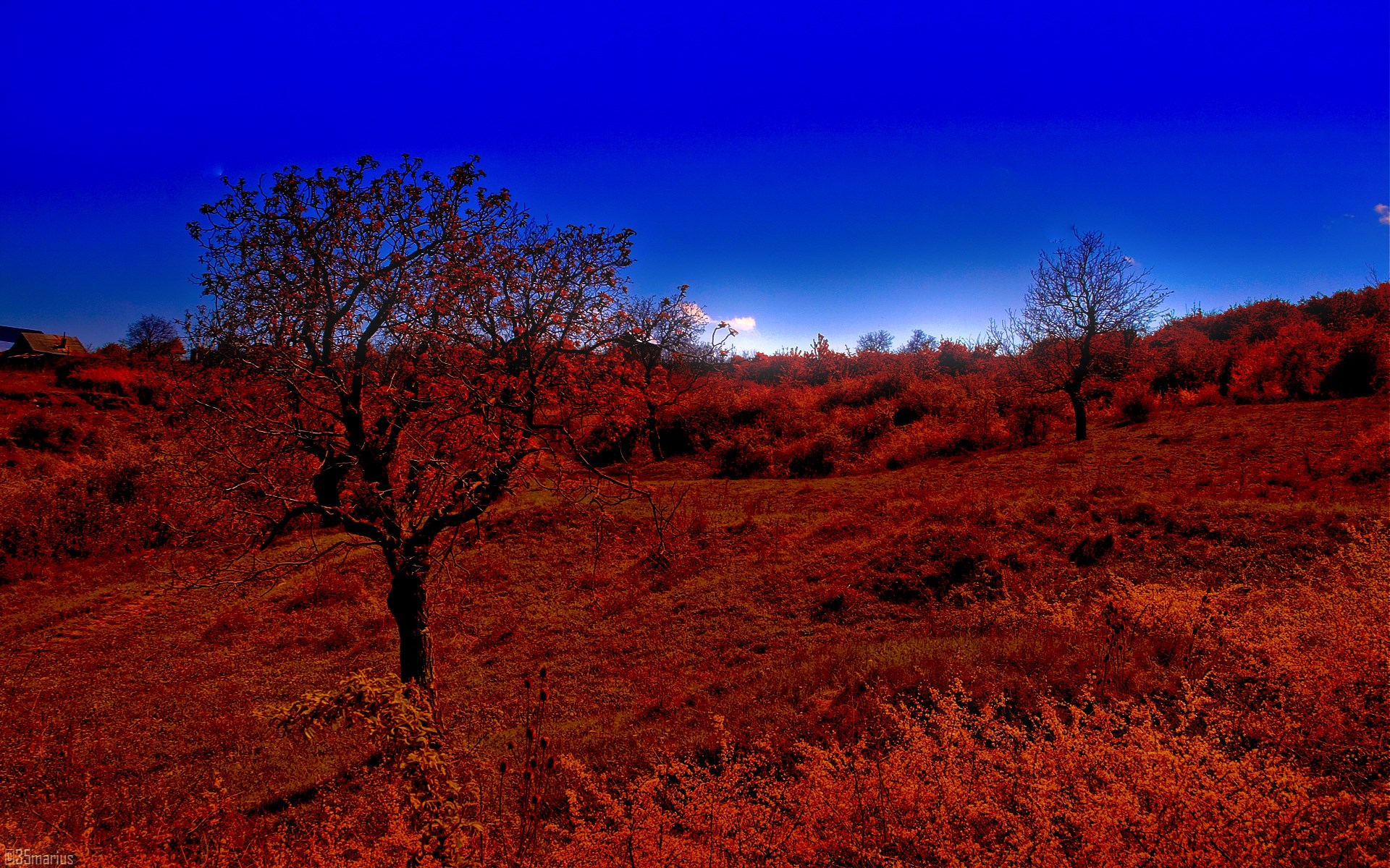 Autumn landscape with trees and a building HD Wallpaper