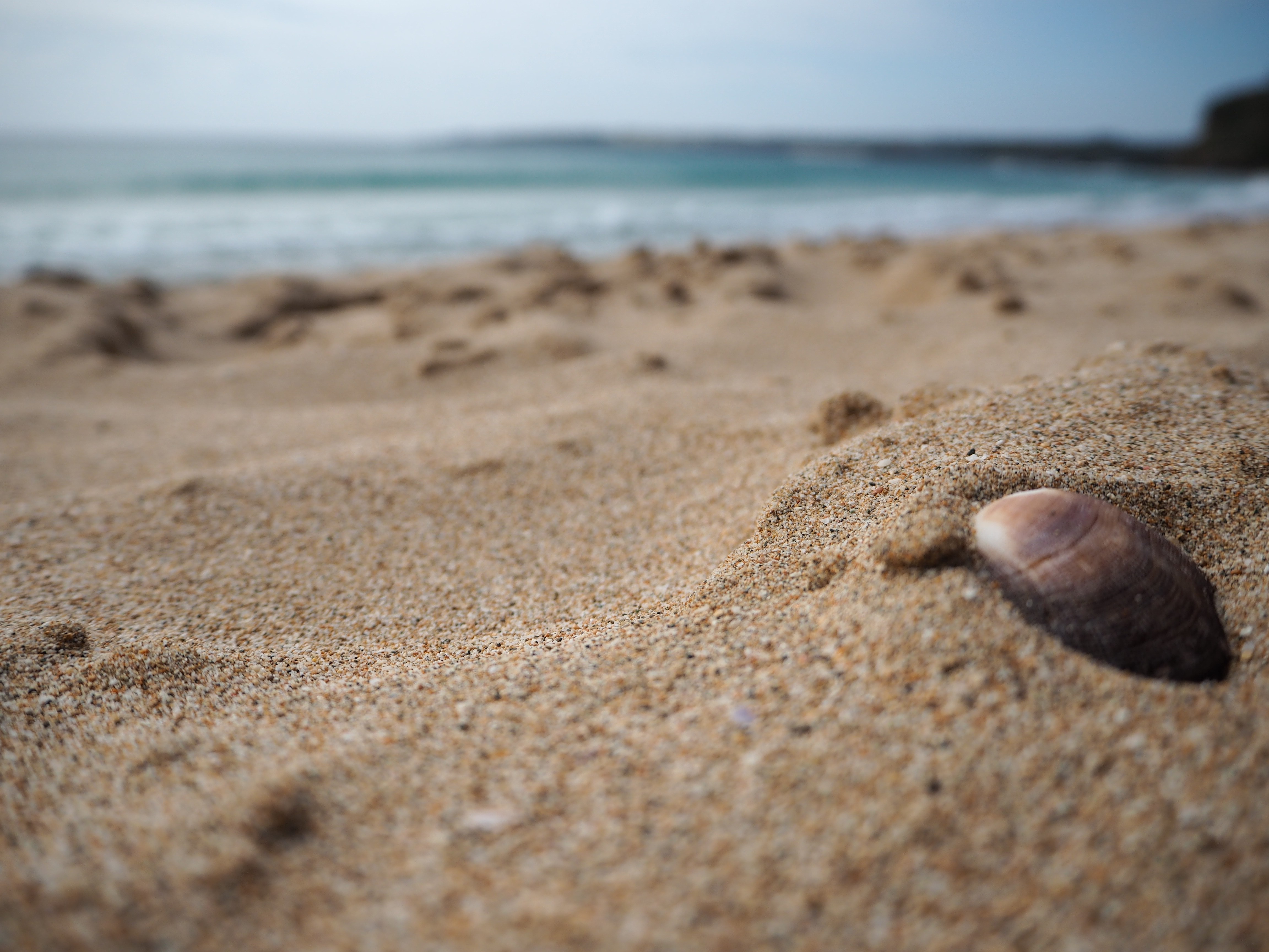 Seashell on a sandy beach with ocean in the background HD Wallpaper
