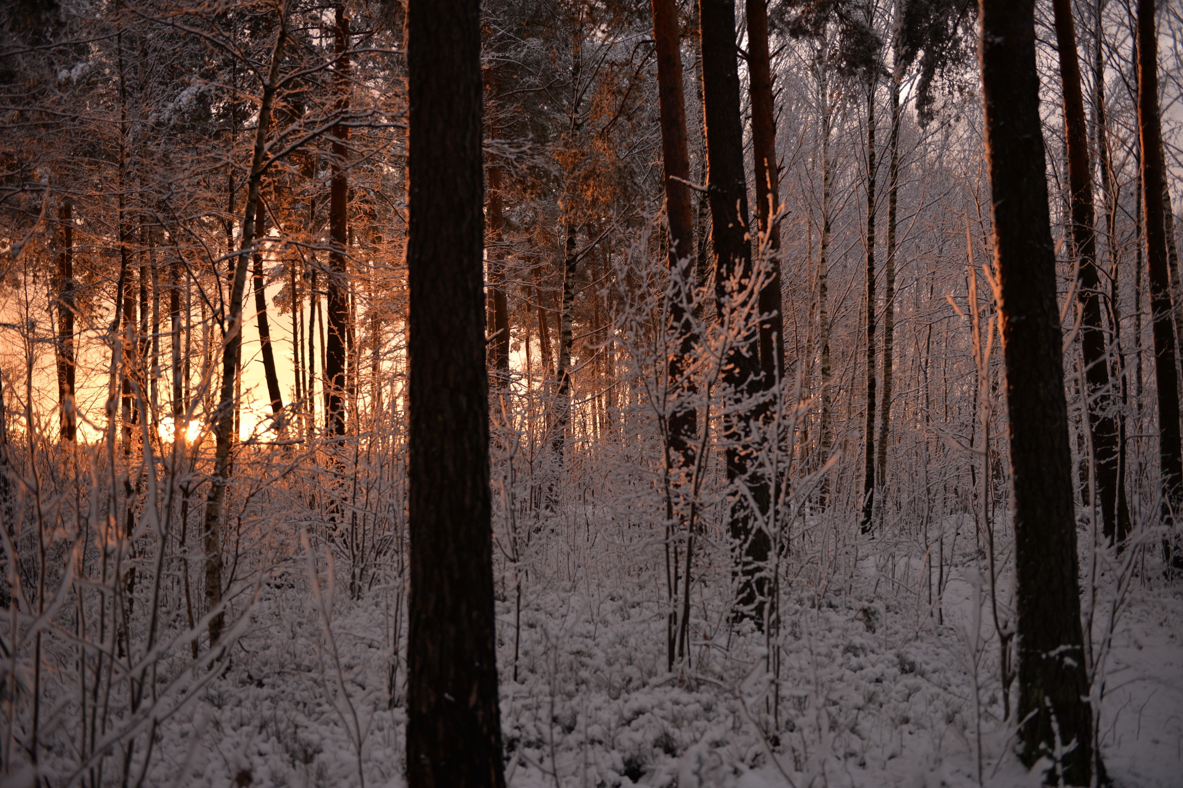 Sunlight filtering through a snowy forest in winter HD Wallpaper