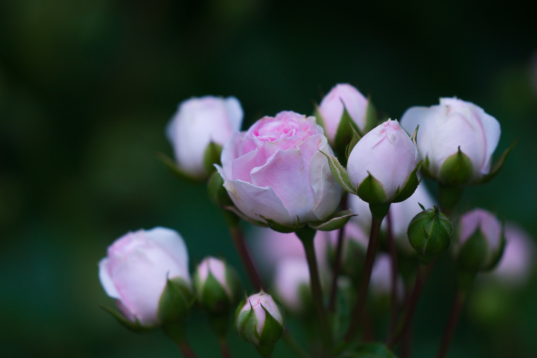 Pink rose buds and a blooming rose HD Wallpaper