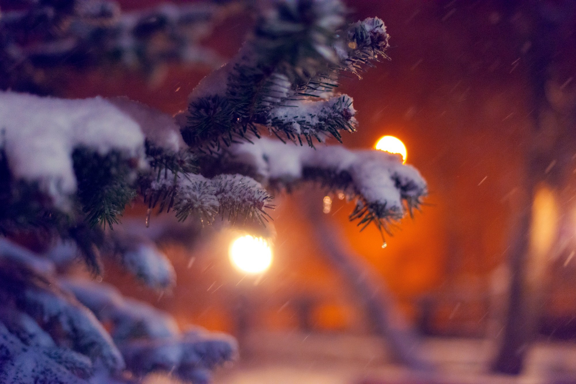 Snow-covered pine branch with blurred lights HD Wallpaper