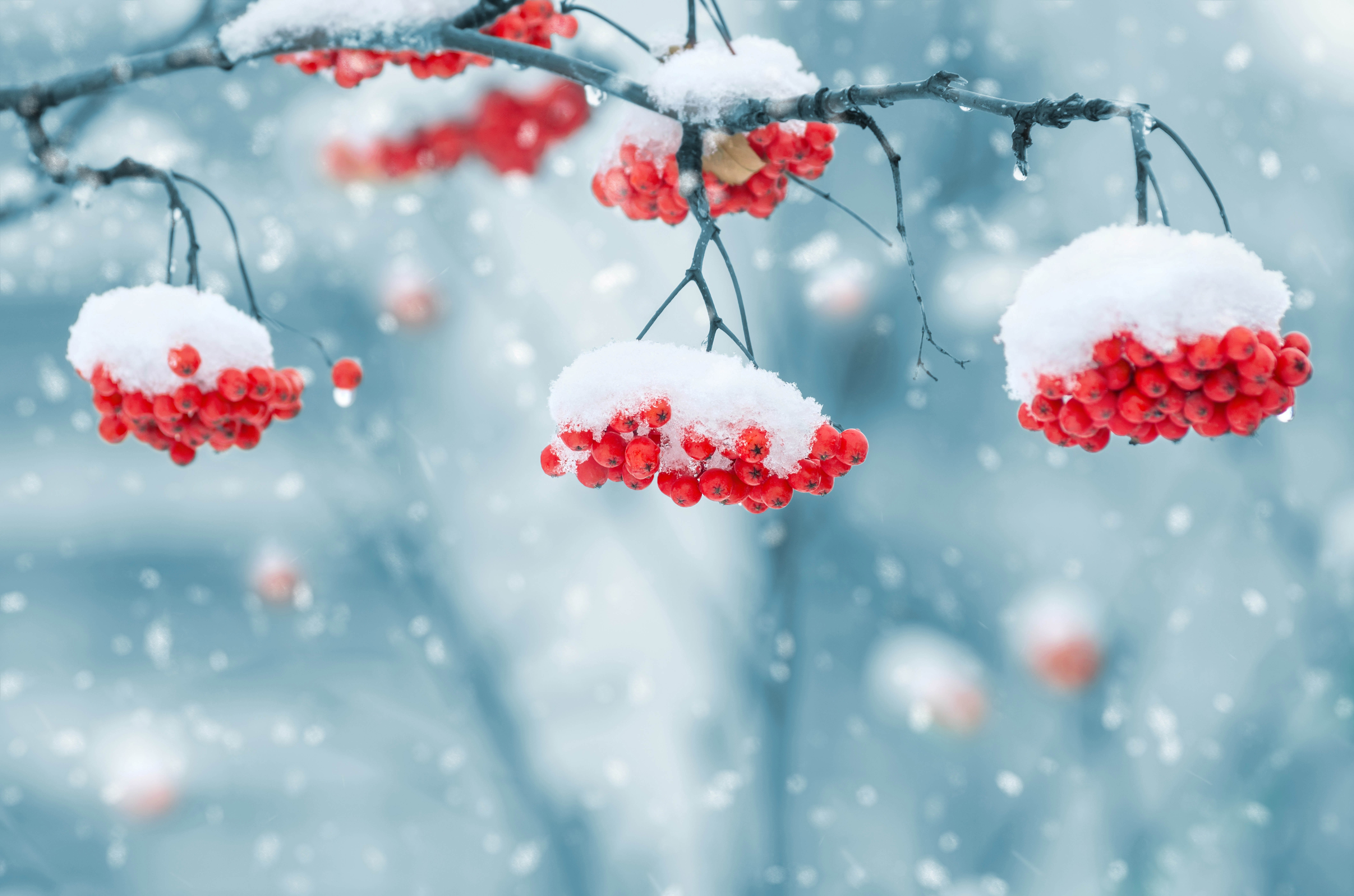 Red berries covered in snow on a branch HD Wallpaper