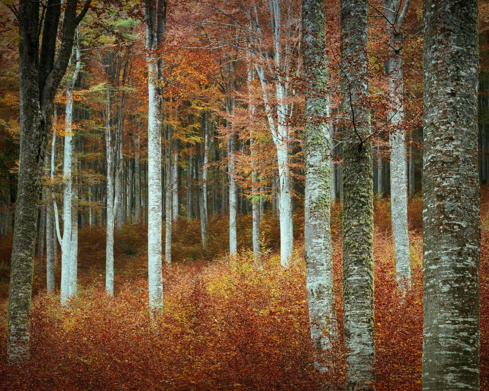 Autumn forest with tall trees and fallen leaves HD Wallpaper