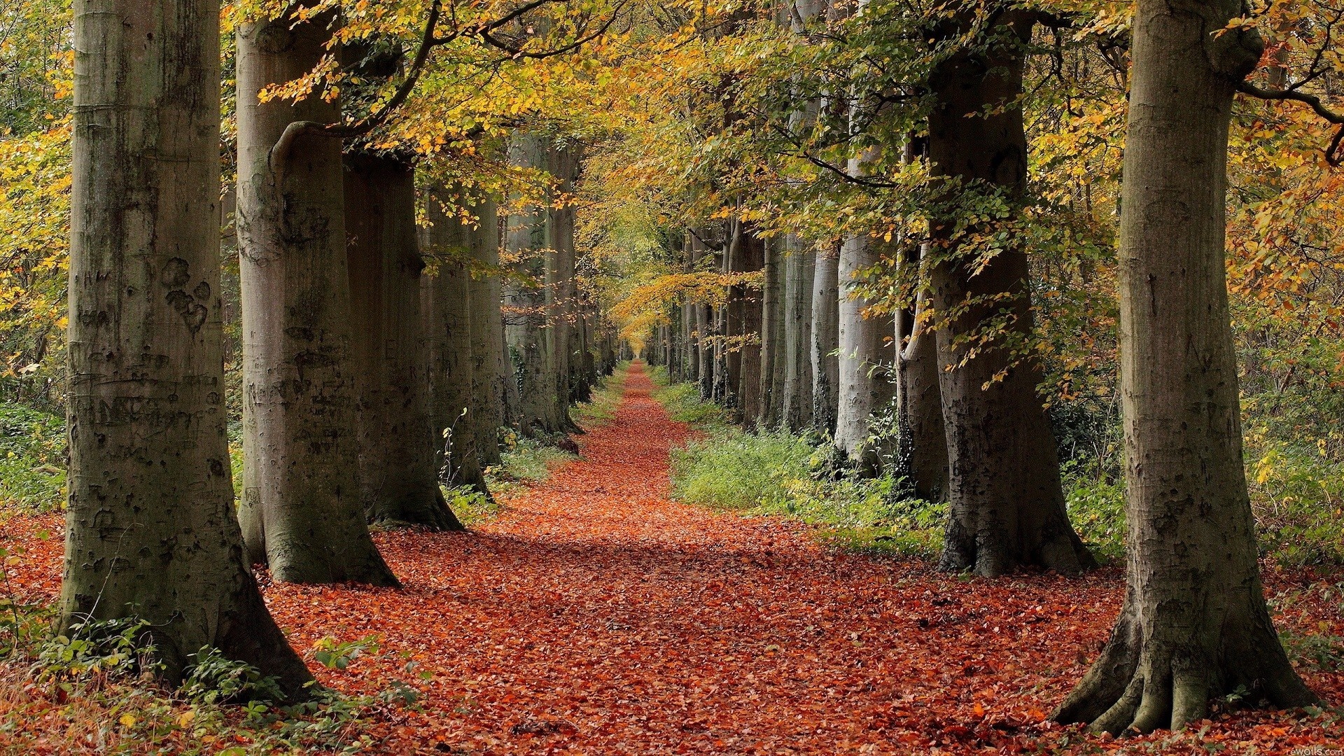 Autumn forest path with fallen leaves and tall trees HD Wallpaper