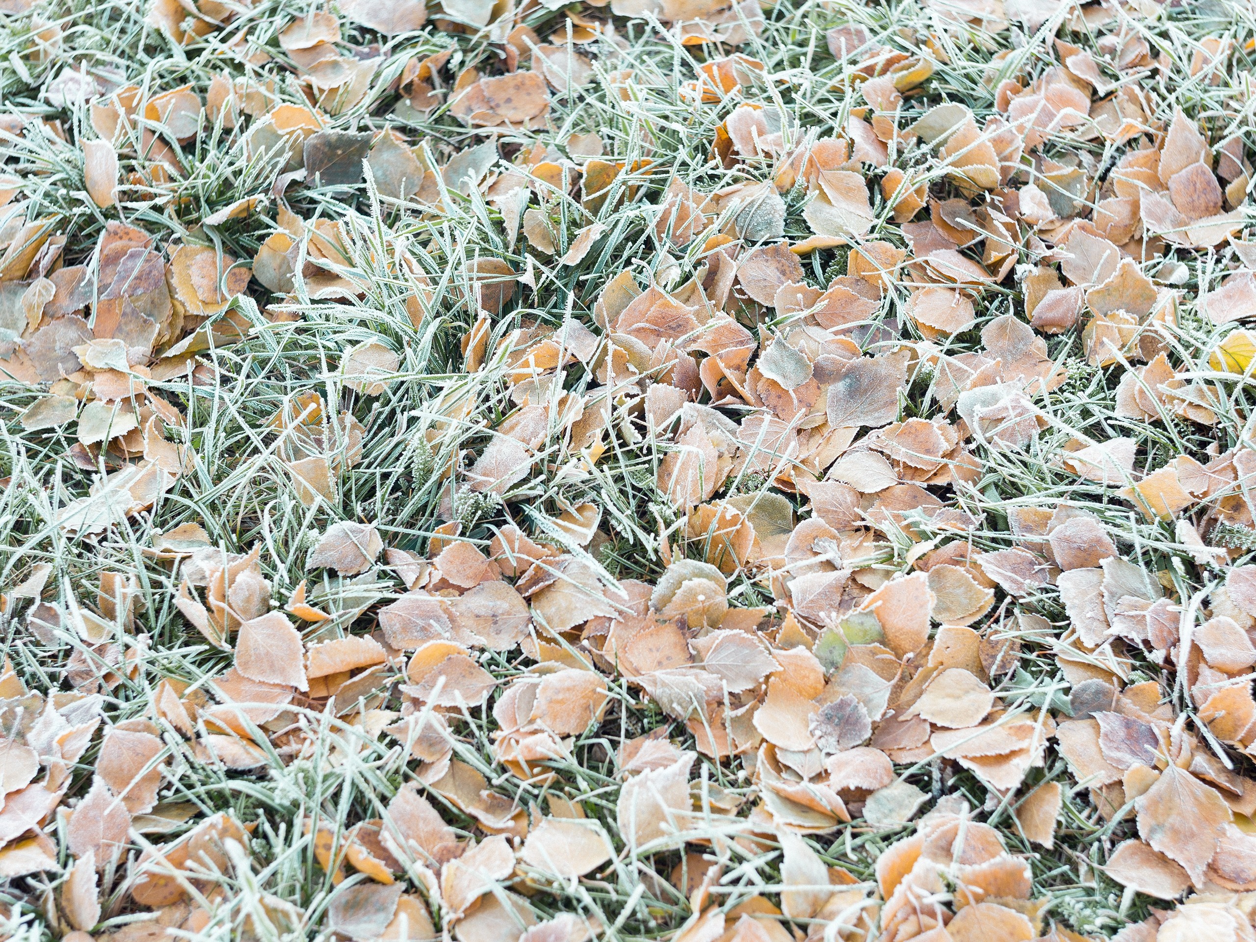 Frosty autumn leaves on grass HD Wallpaper