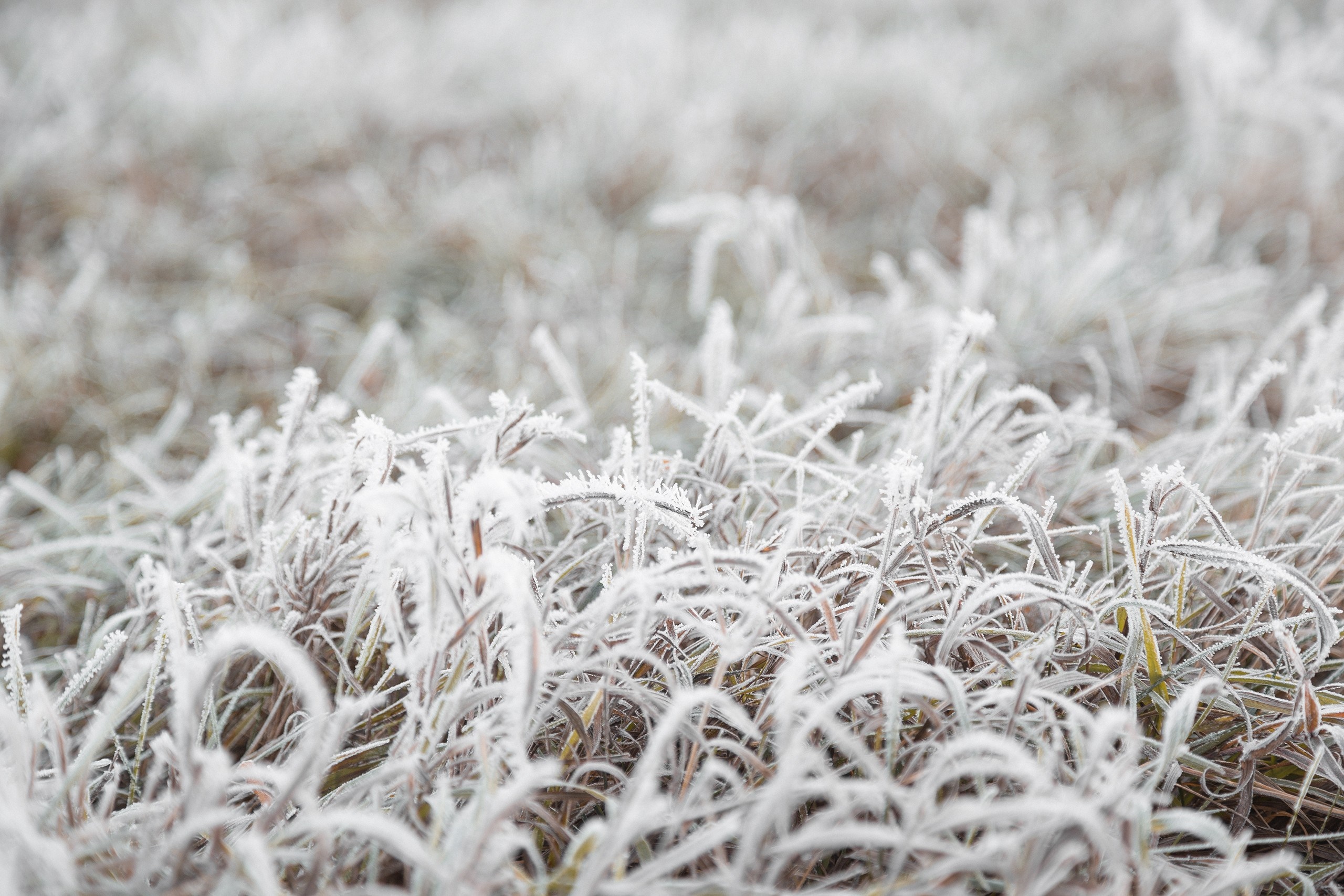 Frost covered grass in a field HD Wallpaper