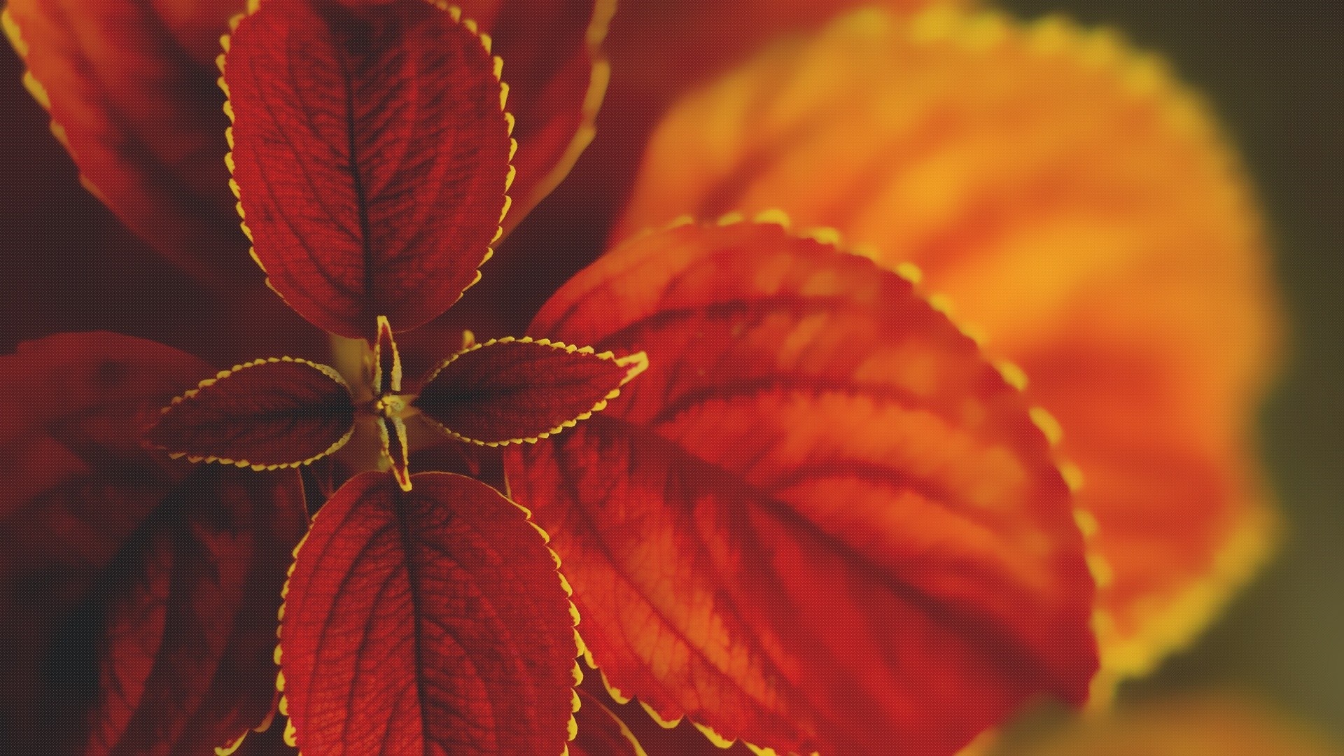 Close up of red and orange coleus leaves with yellow edges HD Wallpaper