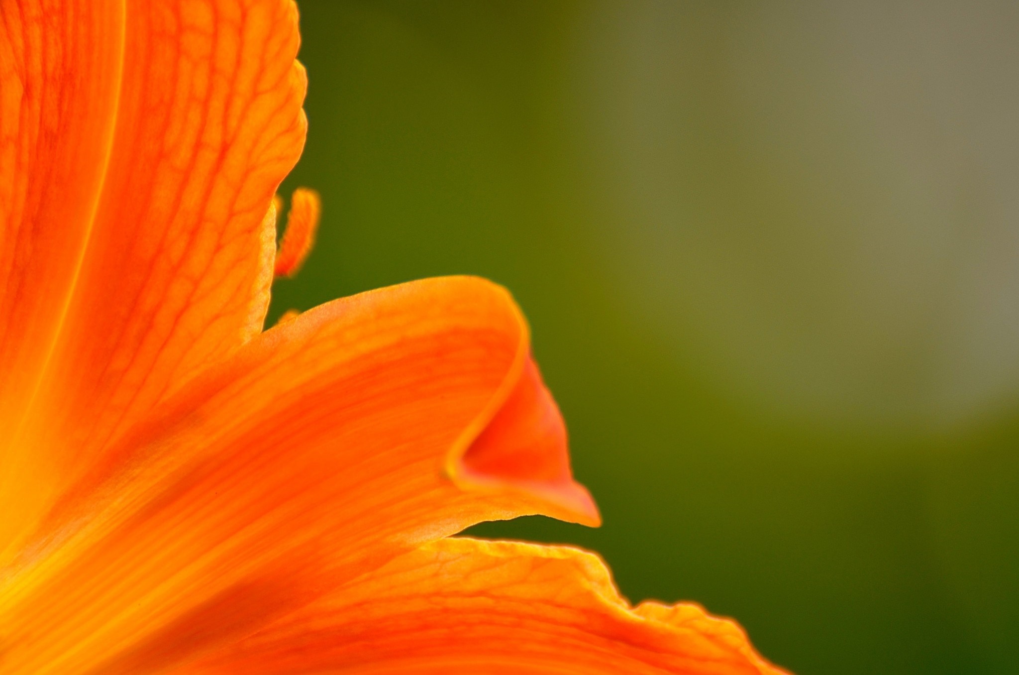Close-up of an orange lily petal with green background HD Wallpaper