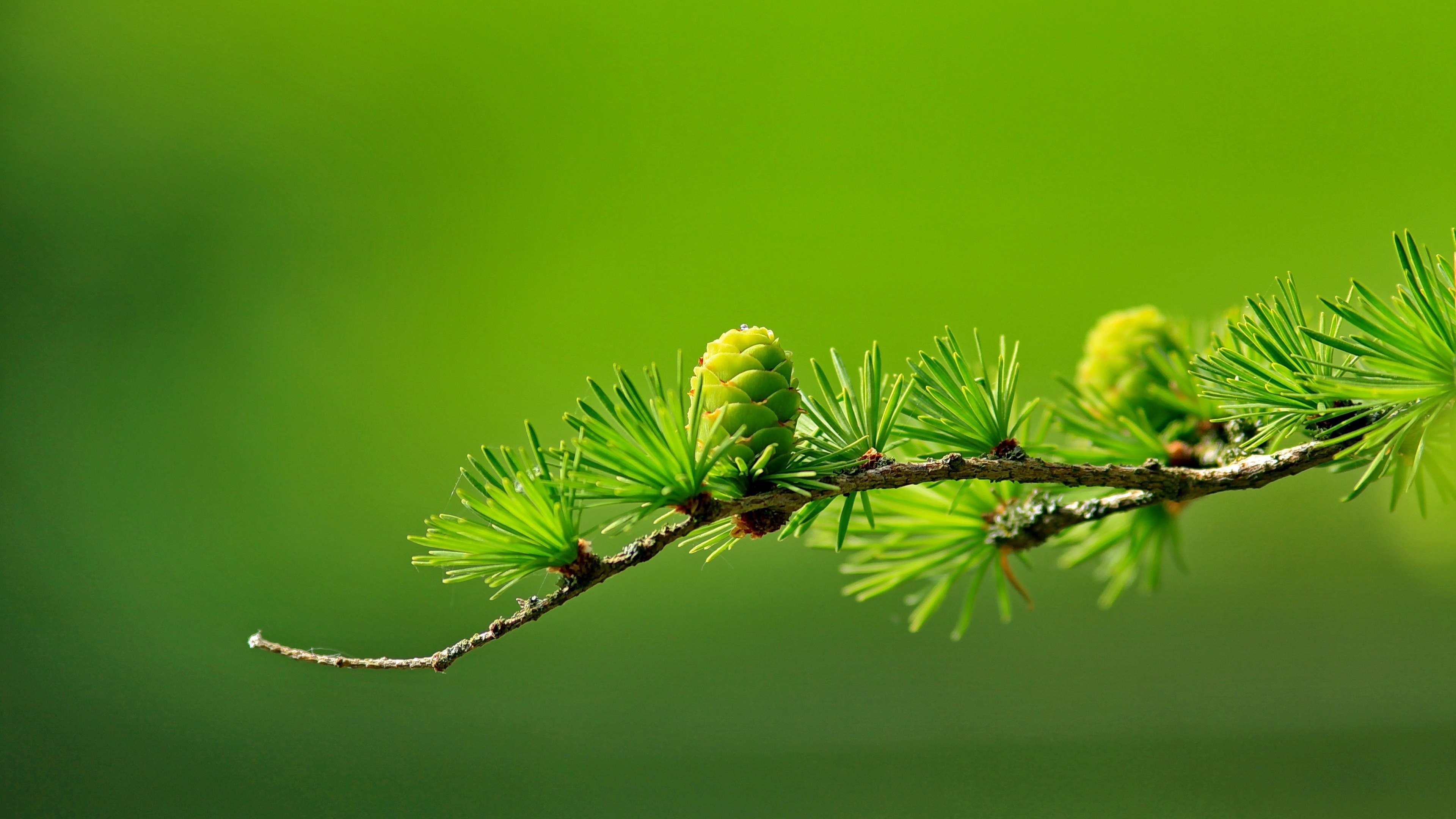 Close up of a pine branch with a cone HD Wallpaper