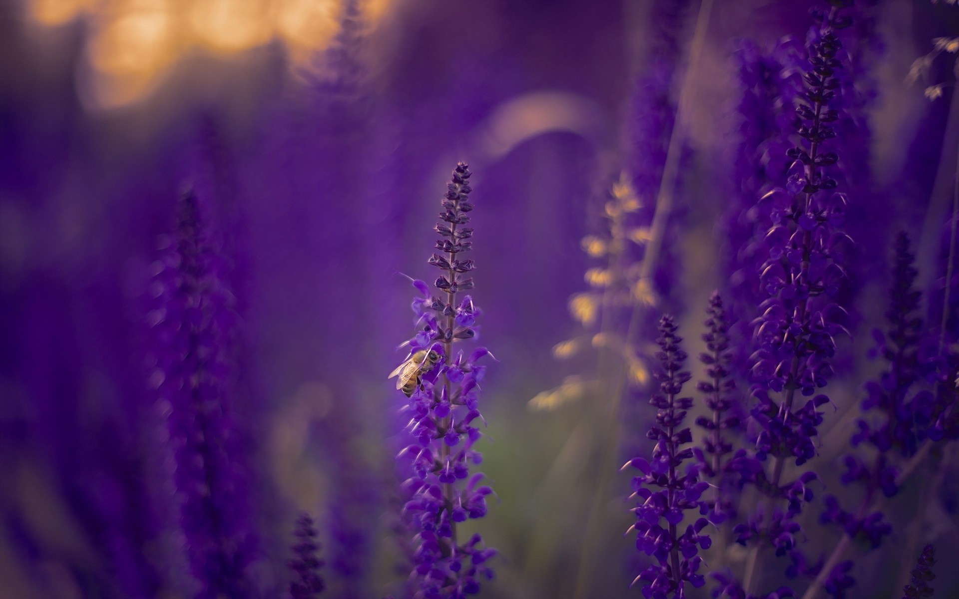 Bee on purple salvia flowers with bokeh background HD Wallpaper