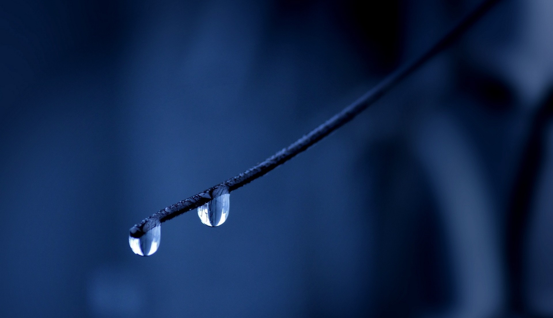 Close-up of water drops on a thin dark line HD Wallpaper