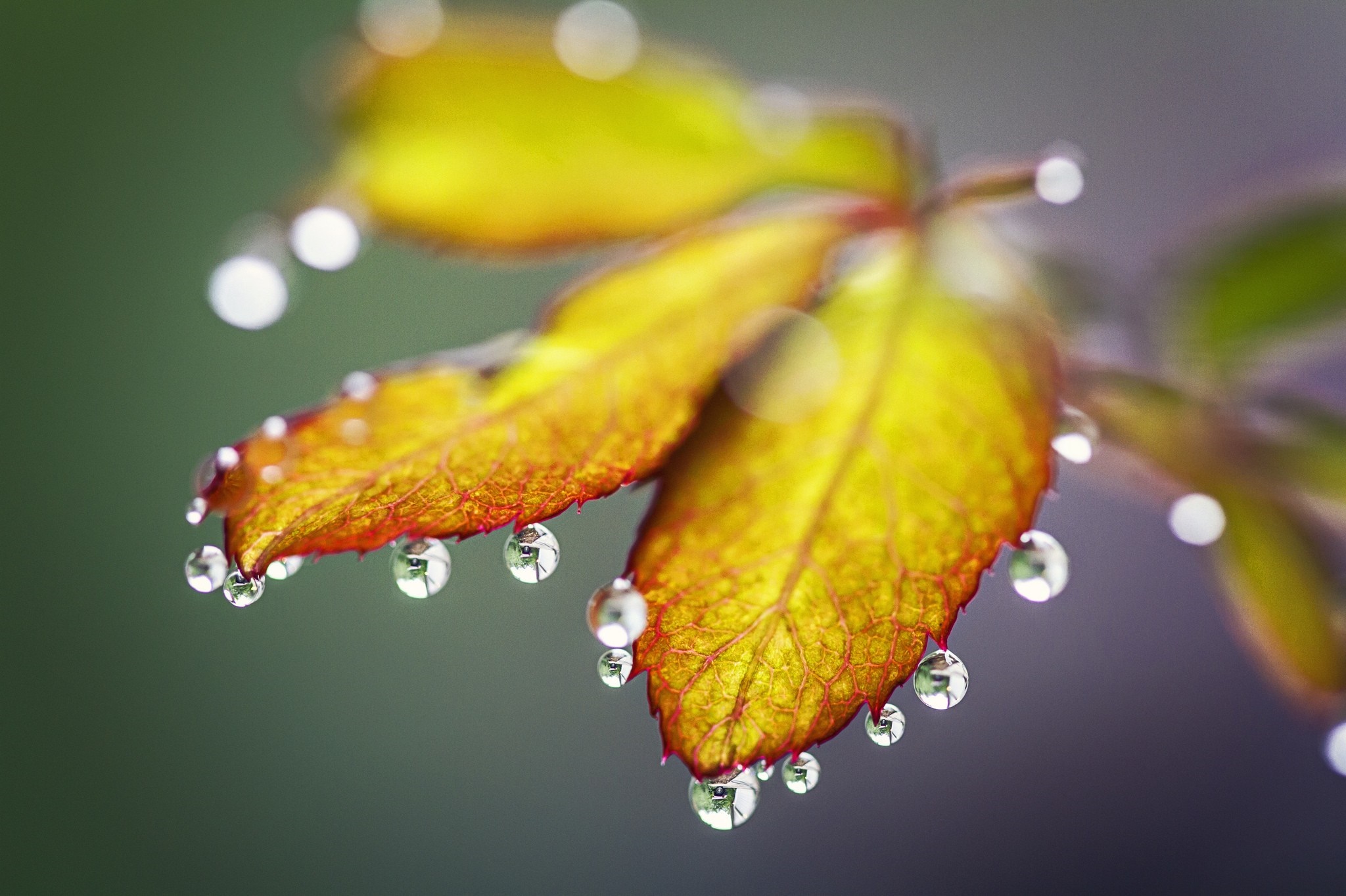 Close-up of a yellow leaf with water droplets HD Wallpaper