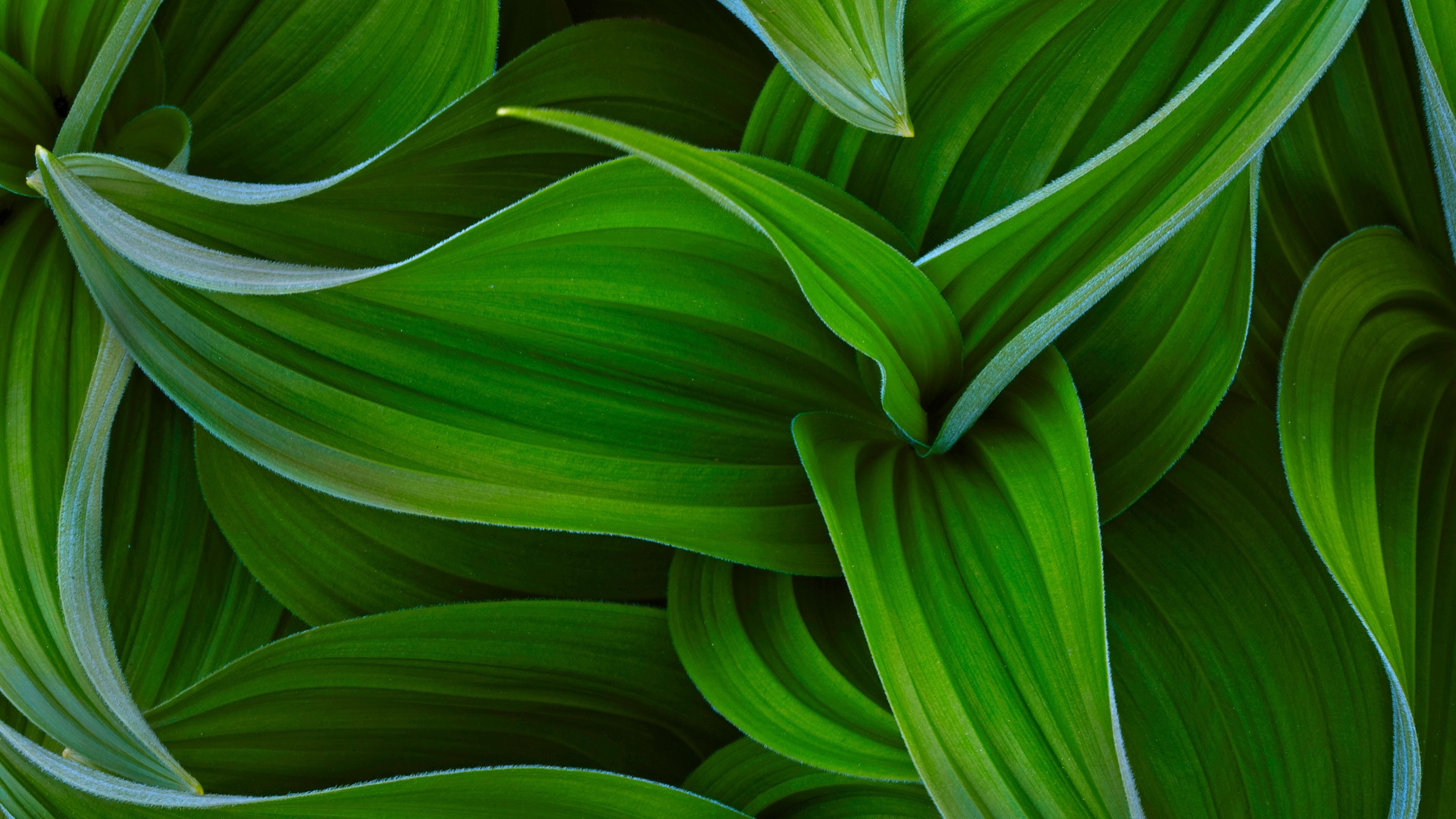 Close-up of green leaves with light veins HD Wallpaper