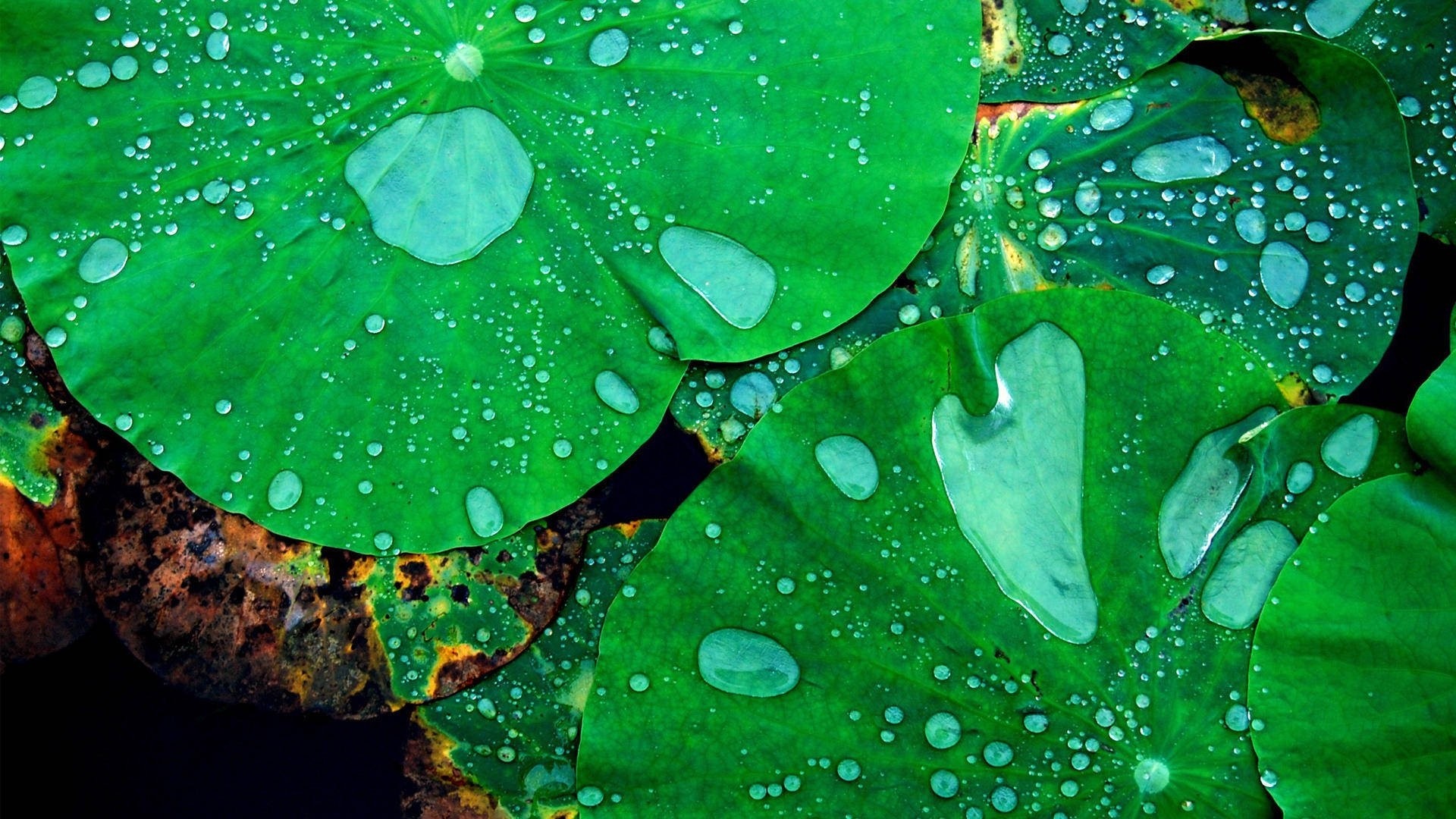 Close-up of Dew-Covered Green Lotus Leaves HD Wallpaper