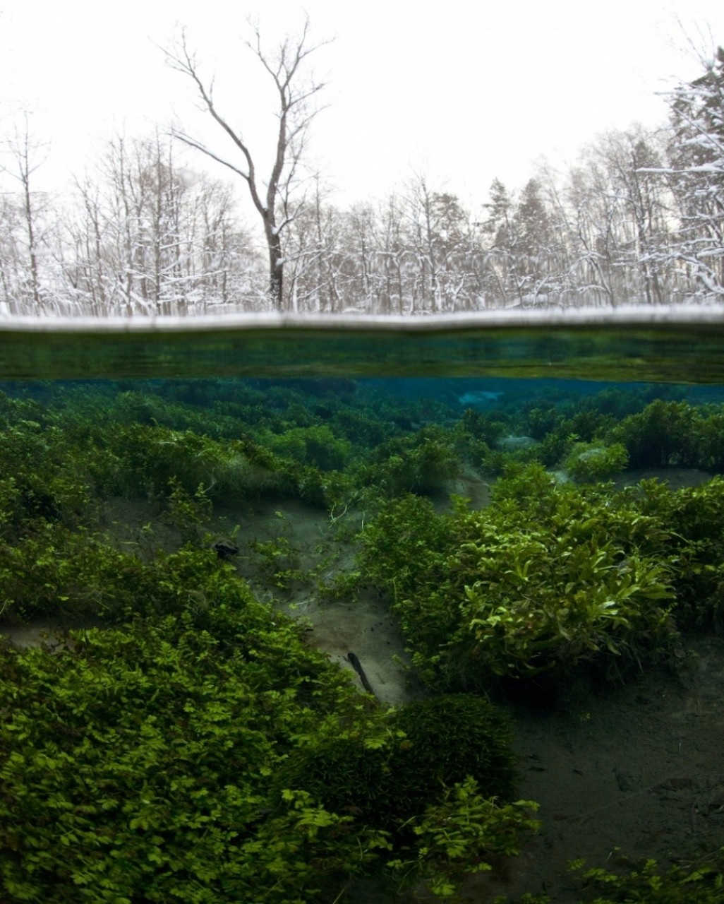 Underwater forest with snow-covered trees above HD Wallpaper