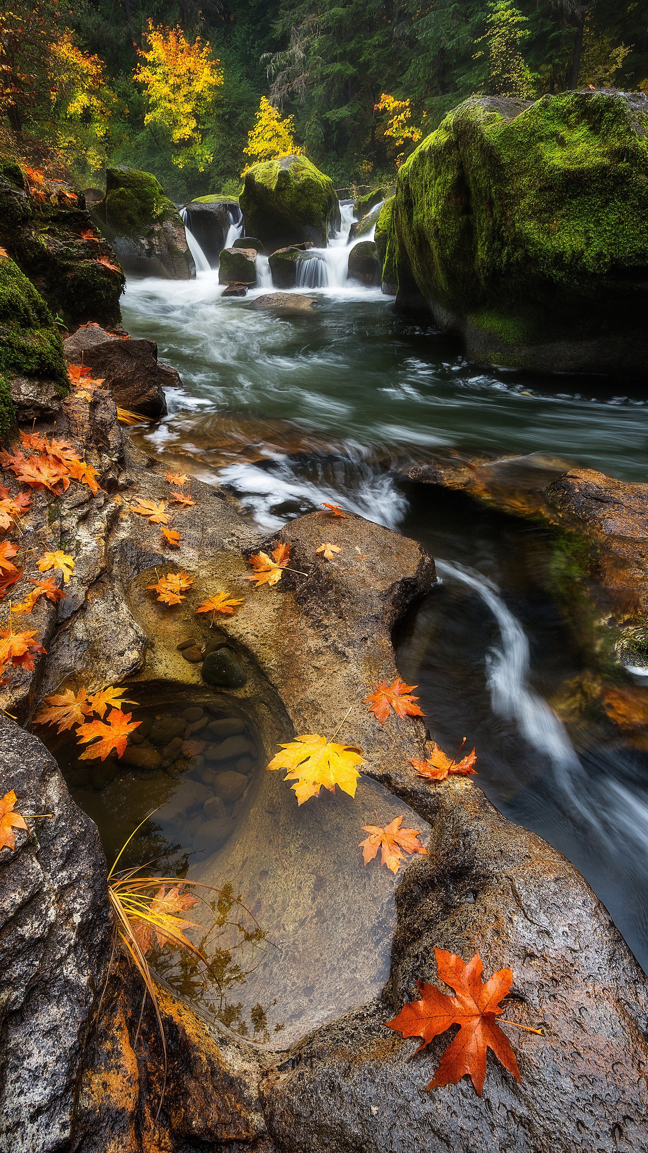Autumn leaves float in a forest stream with waterfalls HD Wallpaper