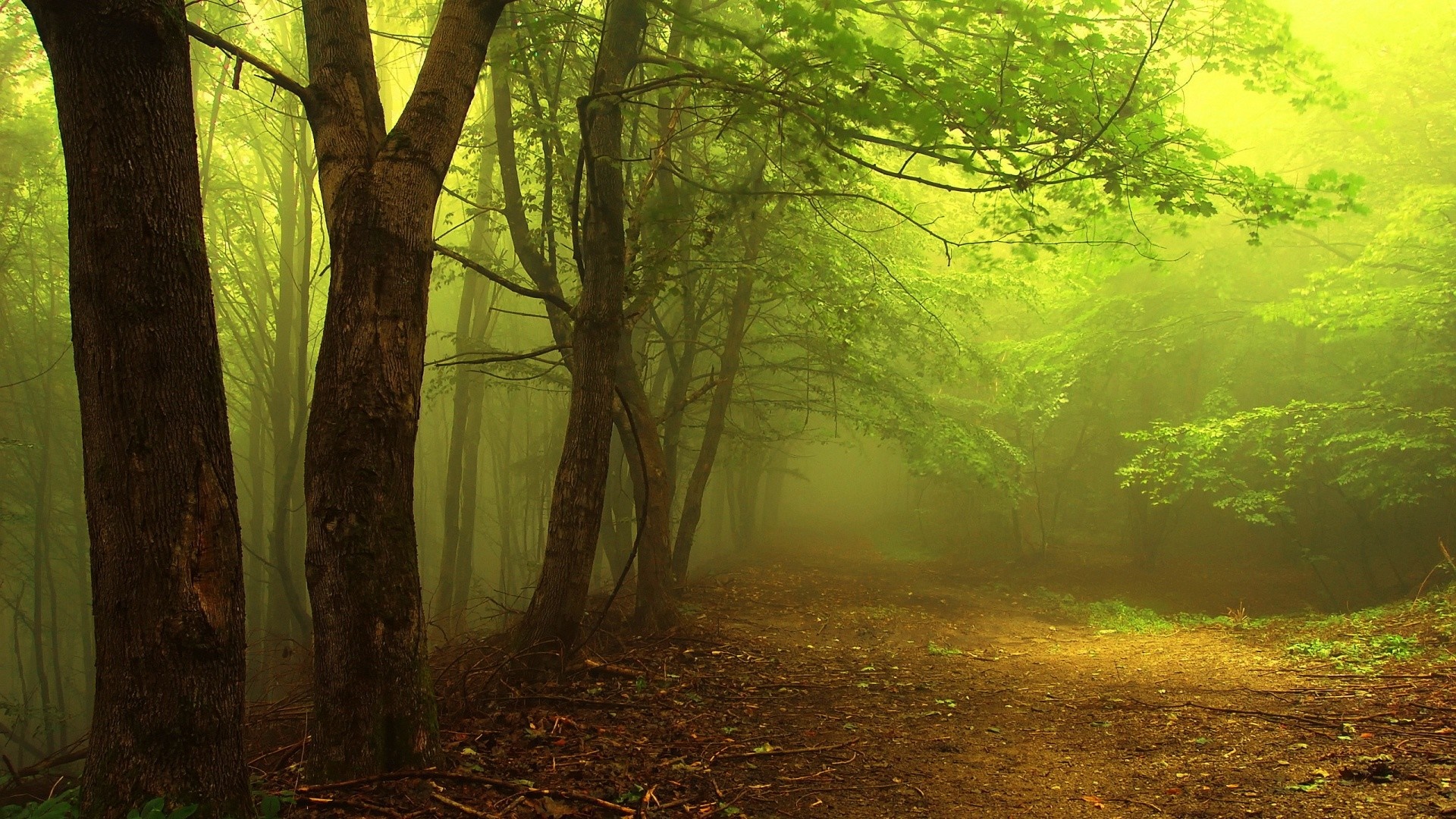 Misty forest path with sunlight filtering through trees HD Wallpaper
