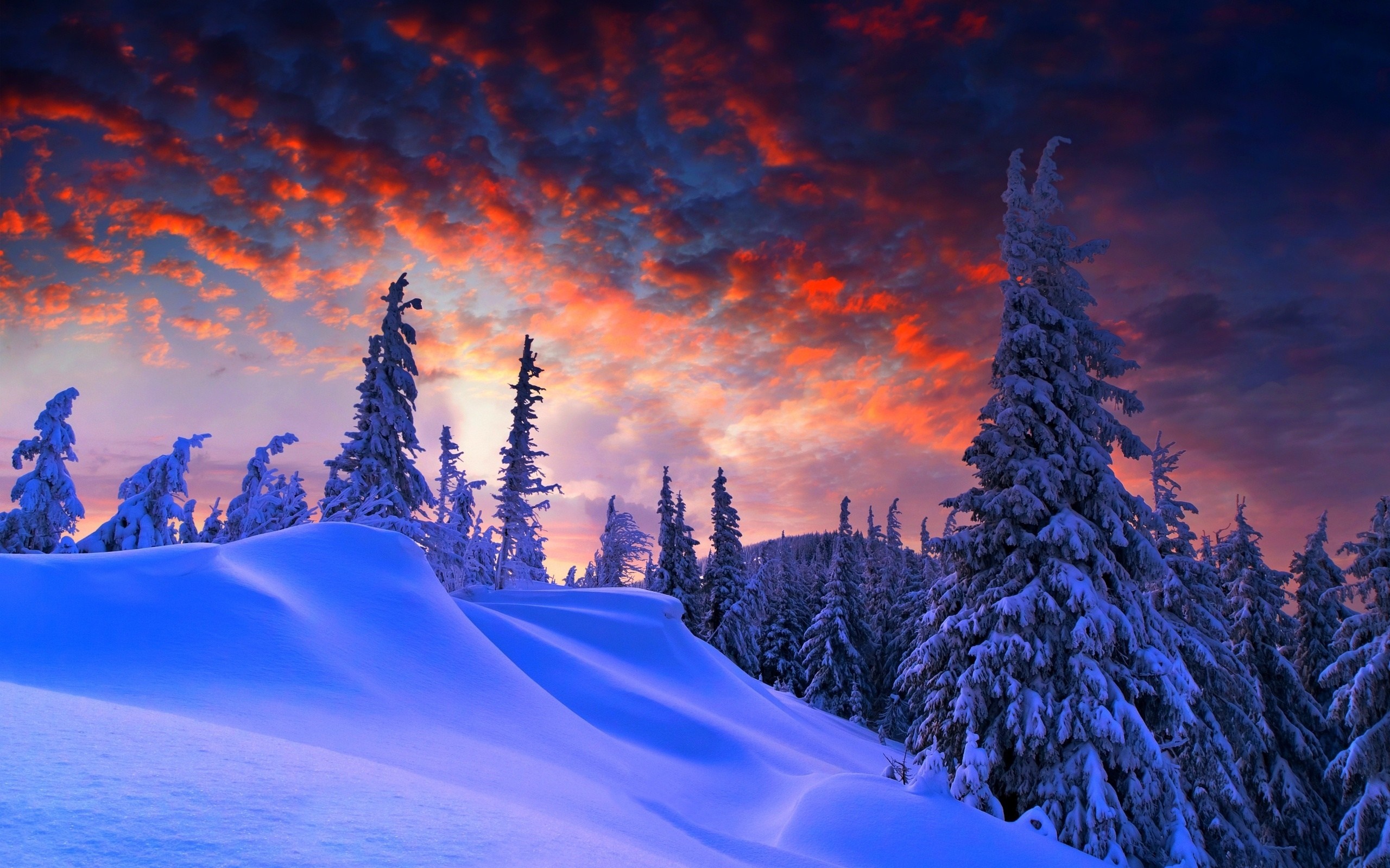 Snowy landscape with sunset sky and pine trees HD Wallpaper