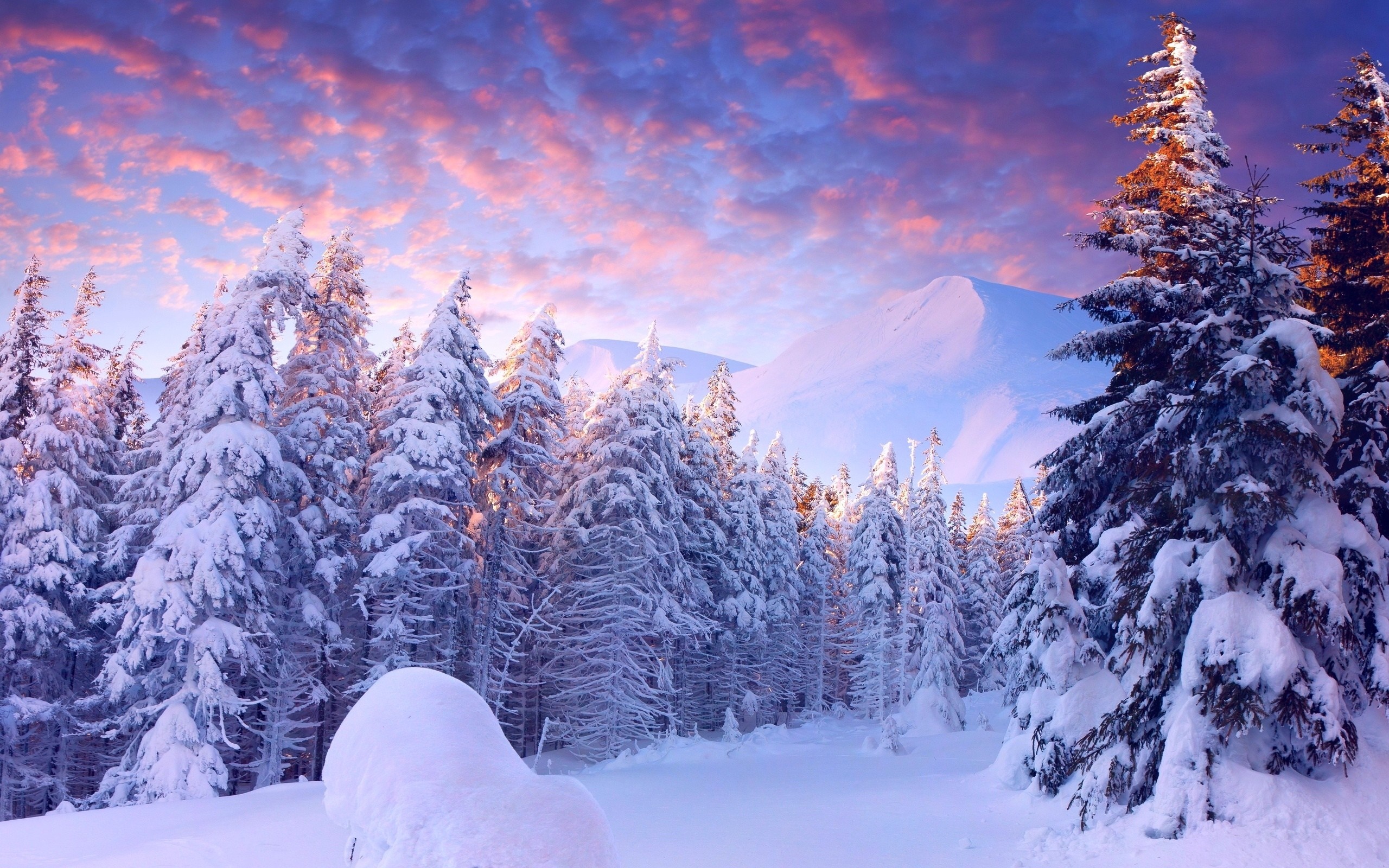 Snow-covered forest with mountains at sunset HD Wallpaper