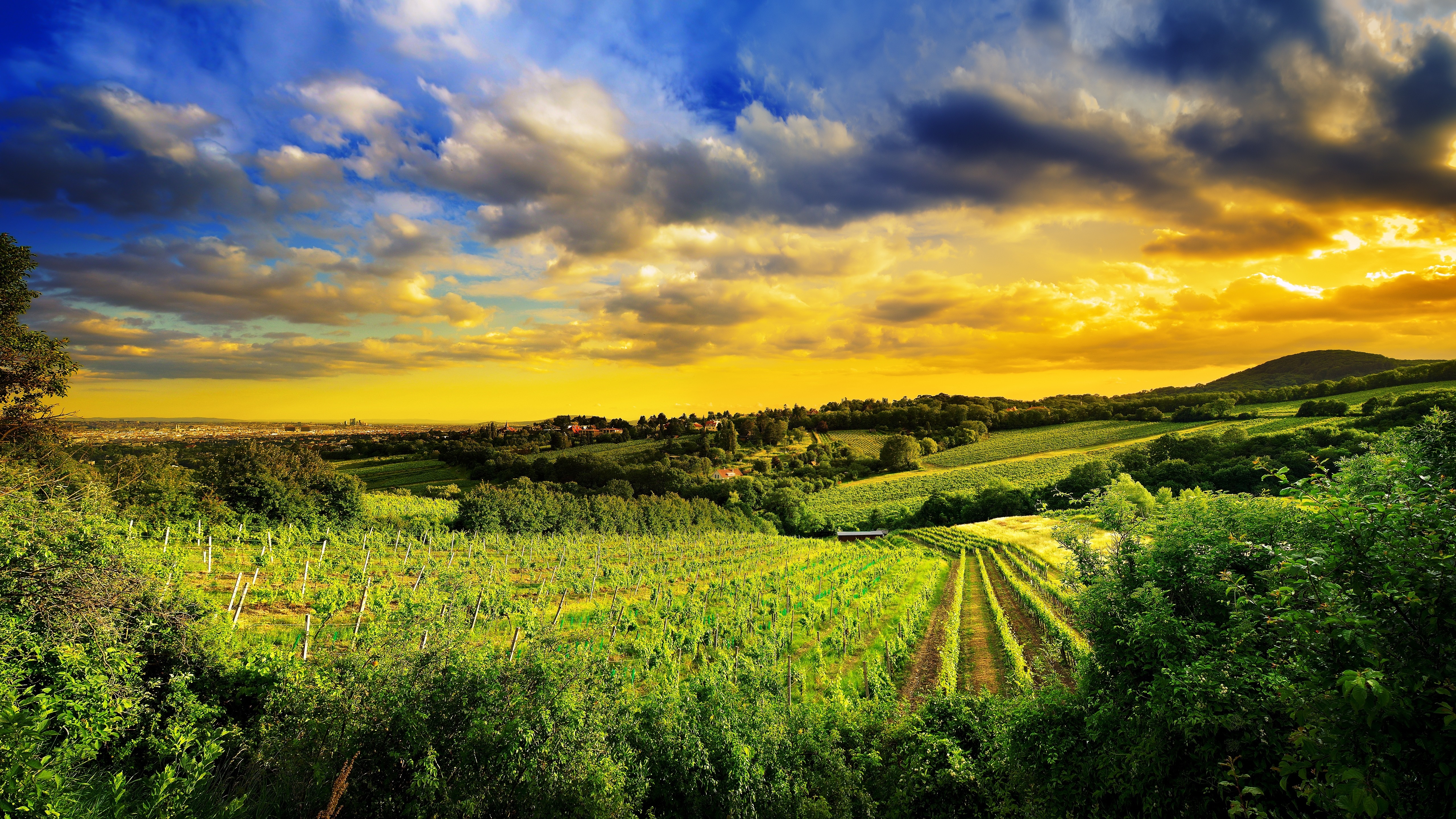 Vineyard landscape at sunset with rolling hills and a distant town HD Wallpaper