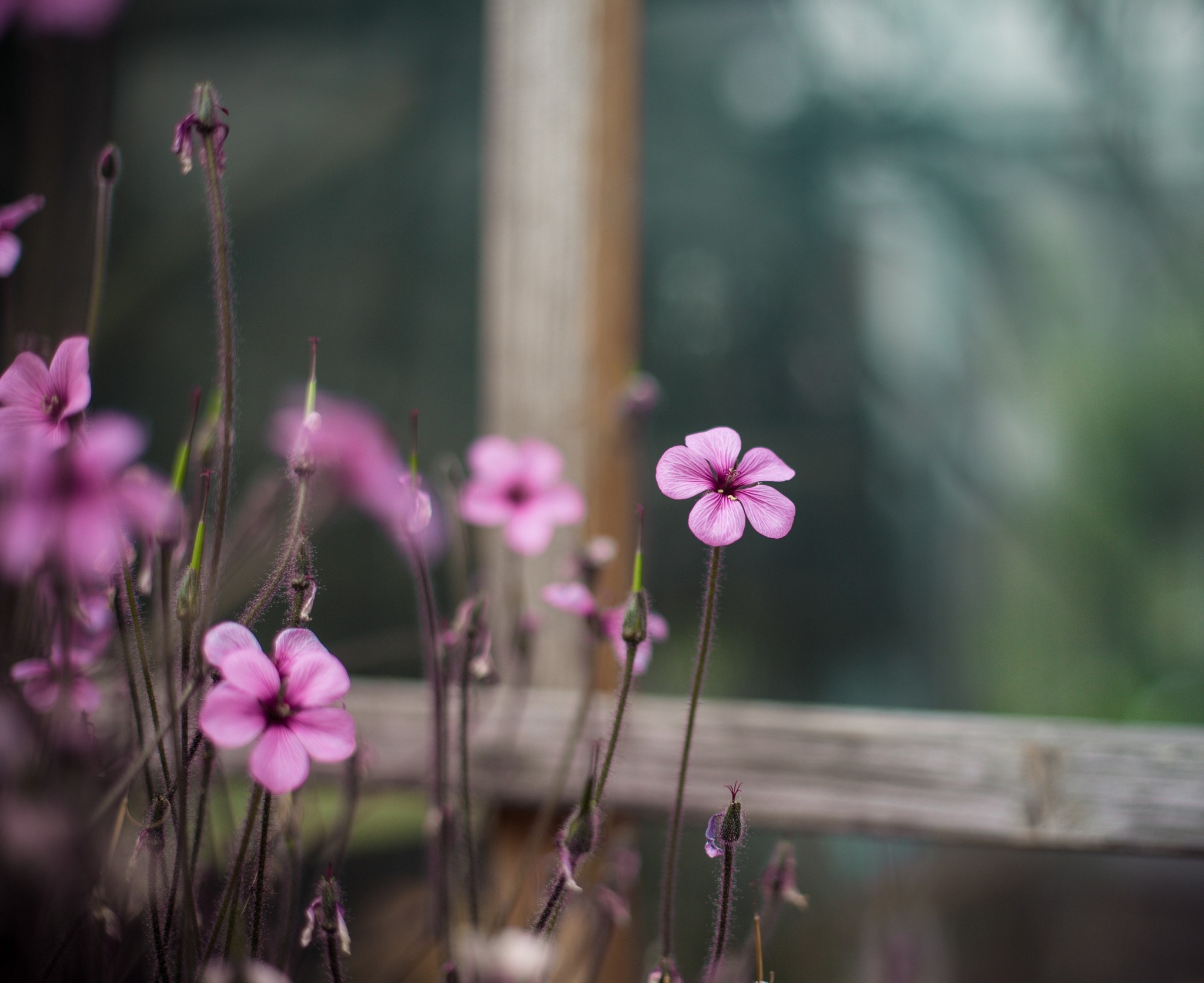 Pink wildflowers in front of a window HD Wallpaper