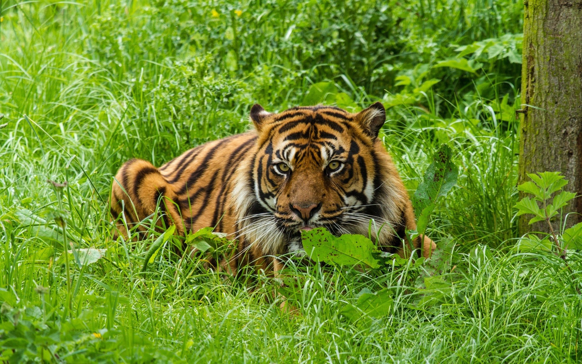 Tiger lying in tall green grass HD Wallpaper