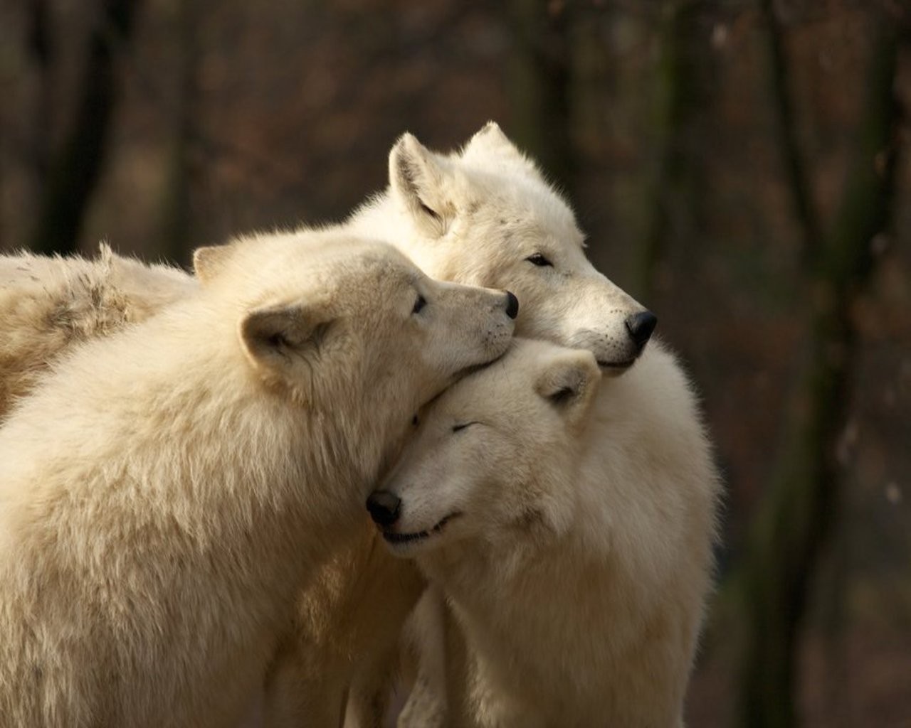 Three white wolves embracing in a forest HD Wallpaper