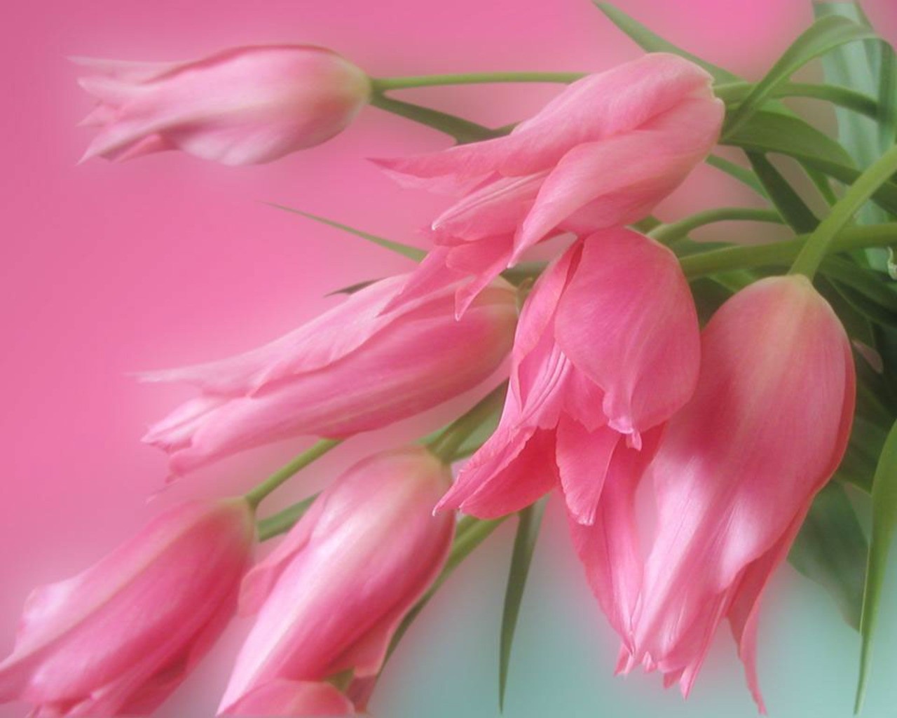 Pink tulips with green stems on a pink background HD Wallpaper