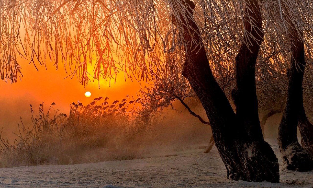 Winter sunrise over misty landscape with trees HD Wallpaper