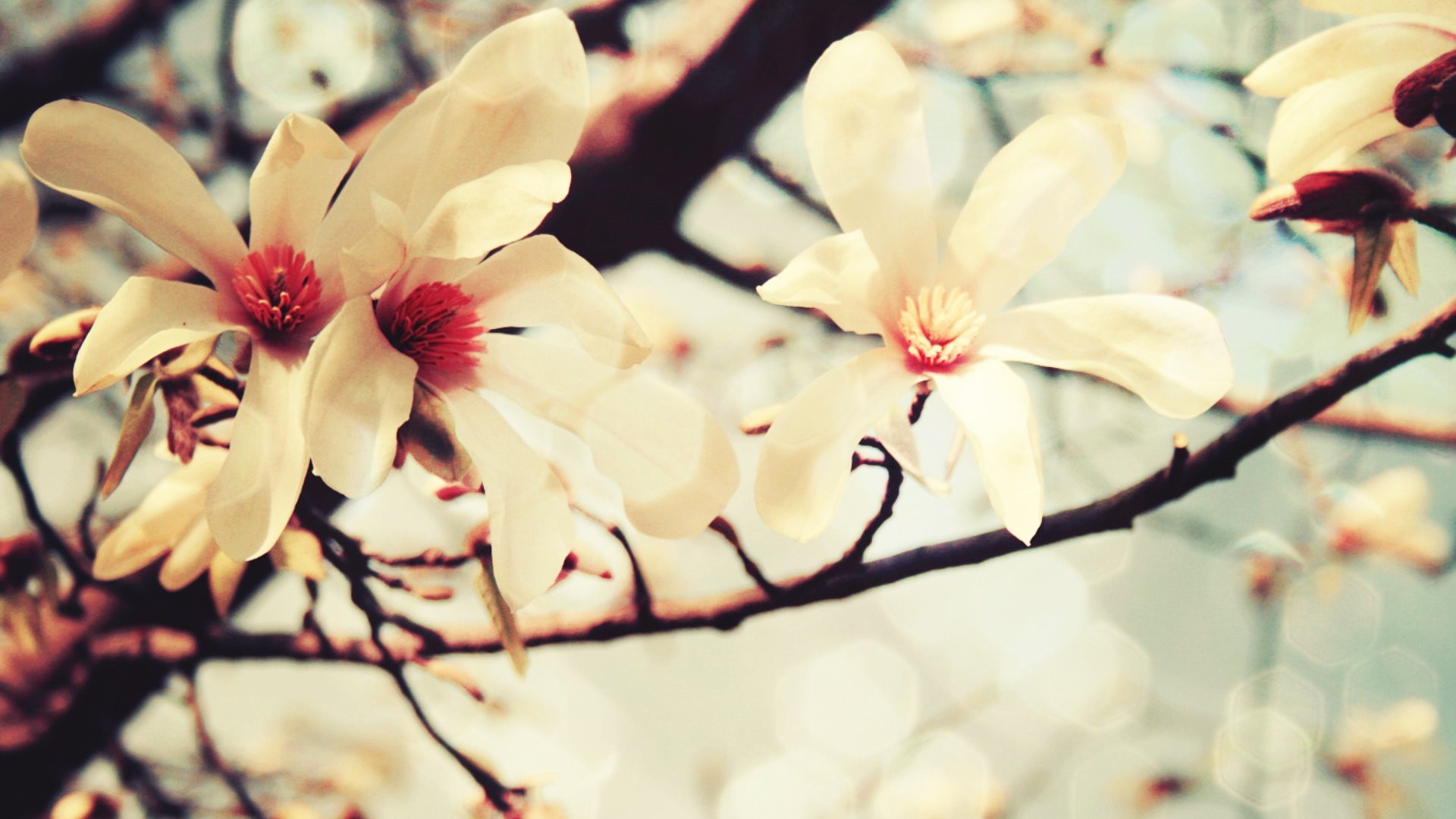 Close up of white magnolia flowers on a branch HD Wallpaper