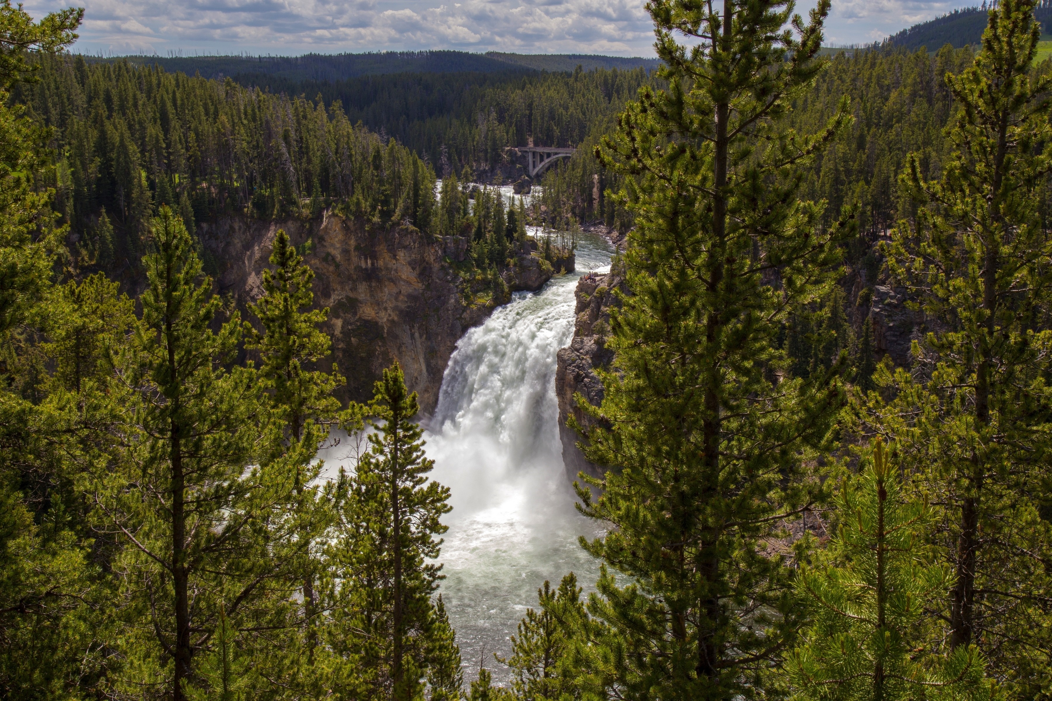 Waterfall in a pine forest with a bridge HD Wallpaper