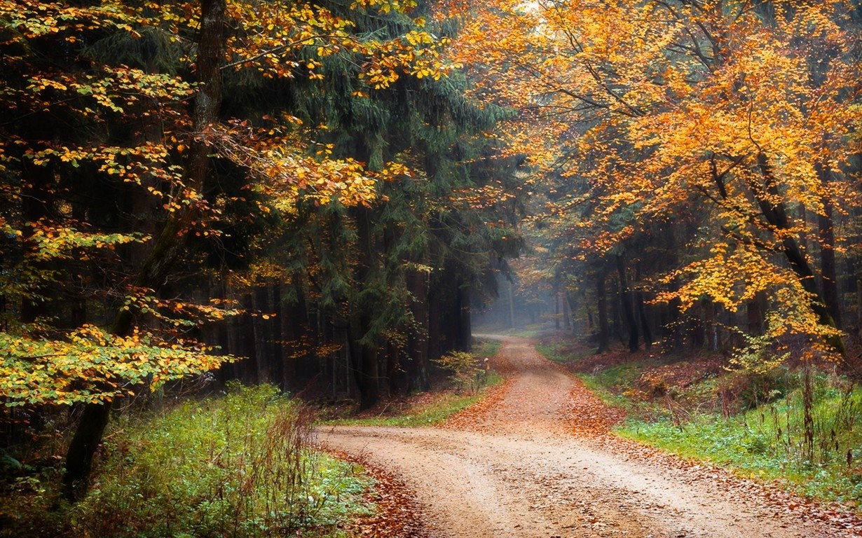 Dirt road through an autumn forest with yellow leaves HD Wallpaper